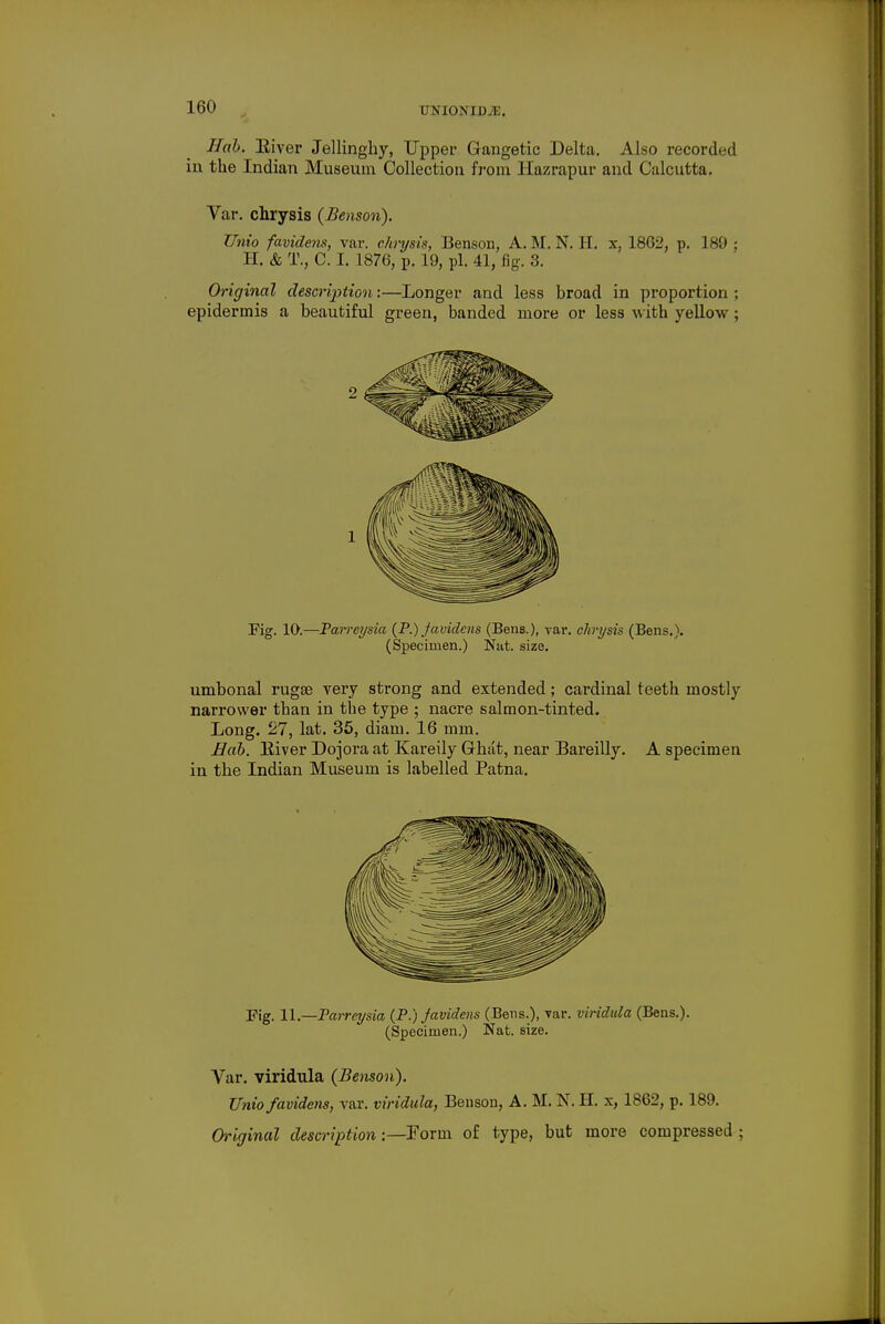 Hob. Eiver Jellinghy, Upper Gangetic Delta. Also recorded in the Indian Museum Collection from Hazrapur and Calcutta. Var. chrysis (Benson). Unio favidens, var. chrysis, Benson, A. M. N. H. x, 1862, p. 189 ; H. & T.? C. I. 1876, p. 19, pi. 41, fig. 3. Original description:—Longer and less broad in proportion ; epidermis a beautiful green, banded more or less with yellow; Pig. 10.—Parreysia (P.) Javidcns (Bens.), var. chrysis (Bens.). (Specimen.) Nat. size. umbonal rugae very strong and extended; cardinal teeth mostly narrower than in the type ; nacre salmon-tinted. Long. 27, lat. 35, diam. 16 mm. Bab. Eiver Dojora at Kareily Ghat, near Bareilly. A specimen in the Indian Museum is labelled Patna. Fig. 11.—Parreysia (P.) favidens (Bens.), var. viridula (Bens.). (Specimen.) Nat. size. Var. viridula (Benson). Unio favidens, var. viridula, Benson, A. M. N. H. x, 1862, p. 189. Original description:—Form of type, but more compressed ;
