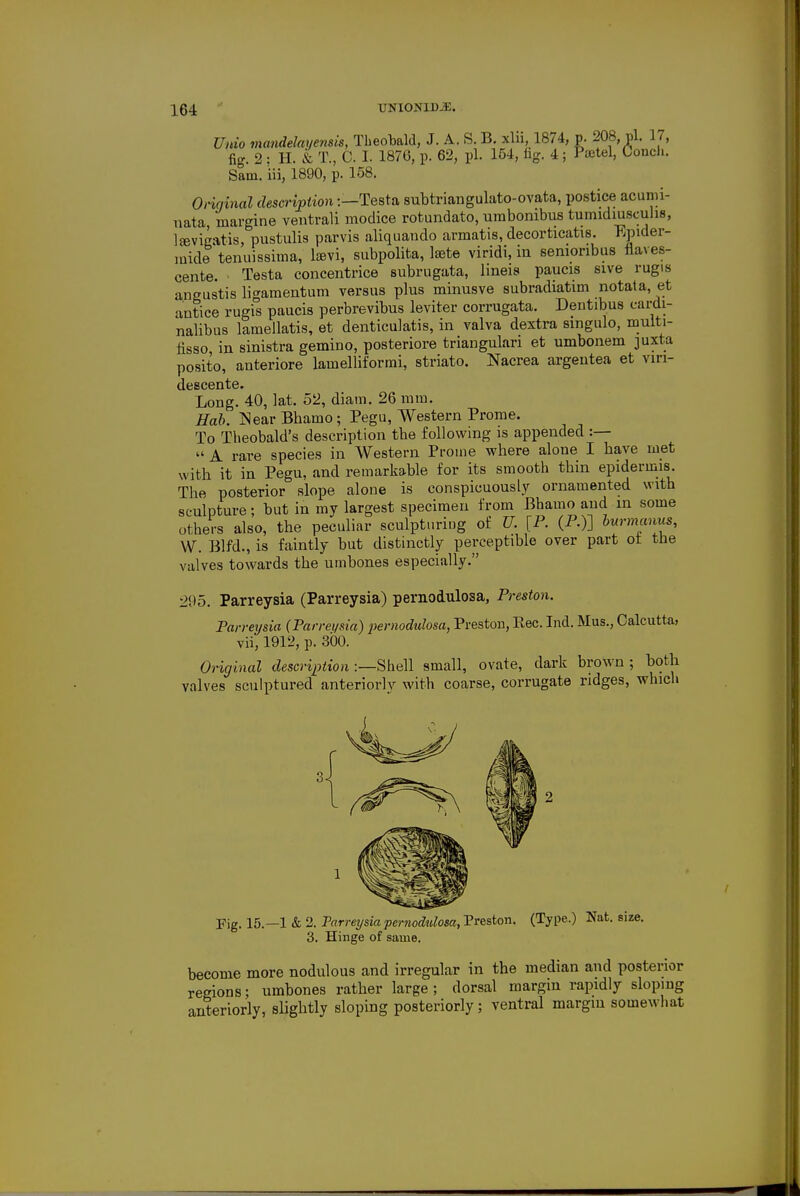 Unio mandelayensis, Theobald, J. A. S. B. xlii, 1874, p. 208, pi. 17, fi.r. 2 : H. & T., C. I. 1876, p. 62, pi. 154, fag. 4 ; Psetel, Conch. Sain, iii, 1890, p. 158. Original description:—Testa subtriangulato-ovata, postice acumi- nata, margine ventrali modice rotundato, umbonibus tumidiuscuhs, leevigatis, pustulis parvis aliquando armatis, decorticatis. Epider- mide tenuissima, kevi, subpolita, Isete viridi, in senioribus flaves- cente. ■ Testa concentrice subrugata, lineis paucis sive rugis a.ngustis ligamentum versus plus minusve subradiatim notata, et antice rugis paucis perbrevibus leviter corrugata. Dentibus cardi- nalibus lamellatis, et denticulatis, in valva dextra singulo, multi- fisso in sinistra gemino, posteriore triangulan et umbonem juxta posito, anteriore lamelliformi, striate Nacrea argentea et viri- descente. Long. 40, lat. 52, diam. 26 mm. Hob. IS ear Bbamo; Pegu, Western Prome. To Theobald's description tbe following is appended :—  A rare species in Western Prome where alone I have met with it in Pegu, and remarkable for its smooth thin epidermis. The posterior slope alone is conspicuously ornamented with sculpture; but in my largest specimen from Bhamo and in some others also, the peculiar sculpturing of U. [P. (P.)] burmanus, W. Blfd., is faintly but distinctly perceptible over part ot tne valves towards the umbones especially. 295. Parreysia (Parreysia) pernodulosa, Preston. Parreysia {Parreysia) pernodulosa, Preston, Kec. Ind. Mus., Calcutta, vii, 1912, p. 300. Original description :—Shell small, ovate, dark brown; both valves sculptured anteriorly with coarse, corrugate ridges, which Fig. 15.—1 & 2. Tarreysiapernodulosa, Preston. (Type.) Nat. size. 3. Hinge of same. become more nodulous and irregular in the median and posterior regions; umbones rather large ; dorsal margin rapidly sloping anteriorly, slightly sloping posteriorly; ventral margin somewhat