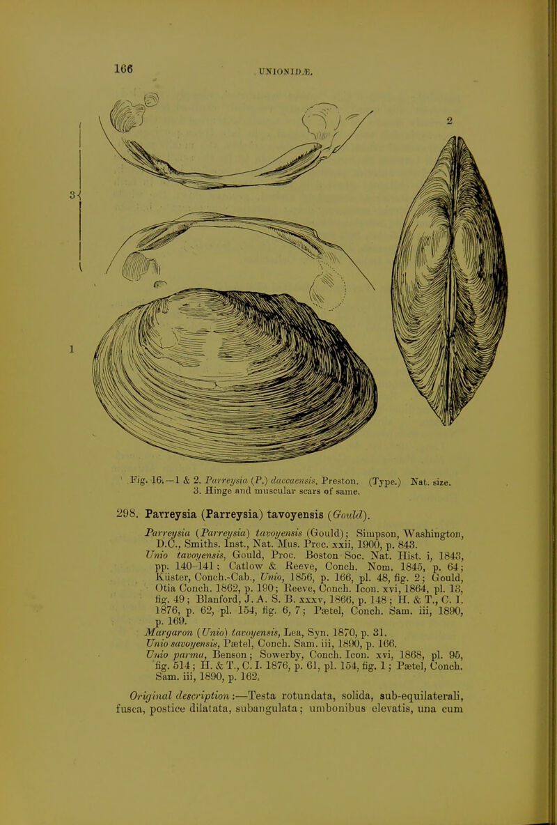 Fig. 16. — 1 & 2. Parreysia (P.) daccacnsis, Preston. (Type.) Nat. size. 3. Hinge and muscular scars of same. 298. Parreysia (Parreysia) tavoyensis {Gould). Parreysia {Parreysia) tavoyensis (Gould); Simpson, Washington, B.C., Smiths. Inst., Nat. Mus. Proc. xxii, 1900, p. 843. Unto tavoyensis, Gould, Proc. Boston Soc. Nat. Hist, i, 1843, pp. 140-141; Catlow & Peeve, Conch. Norn. 1845, p. 64; Kuster, Conch.-Cab., TJnio, 1856, p. 166, pi. 48, fig. 2; Gould, Otia Conch. 1862, p. 190; Reeve, Conch. Icon, xvi, 1864, pi. 13, fig. 49; Blanford, J.A.S. B. xxxv, 1866, p. 148 ; H. & T., C. I. 1876, p. 62, pi. 154, fig. 6,7; Ptetel, Conch. Sam. iii, 1890, p. 169. Margaron (Unio) tavoyensis, Lea, Syn. 1870, p. 31. Unio savoyensis, Paetel, Conch. Sam. iii, 1890, p. 166. TJnio parmu, Benson; Sowerby, Conch. Icon. xvi. 1868, pi. 95, fig. 514; H. & T., C. I. 1876, p. 61, pi. 154. fig. 1; Psetel, Conch. Sam. iii, 1890, p. 162.. Original description:—Testa rotundata, solida, sub-equilaterali, fusca, postice dilatata, snbangulata; umbonibus elevatis, una cum