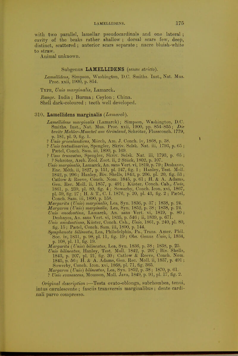 with two parallel, lamellar pseudocardinals and one lateral ; cavity o£ the beaks rather shallow ; dorsal scars few, deep, distinct, scattered; anterior scars separate ; nacre bluish-white to straw. Animal unknown. Subgenus LAMELLIDENS (sensu stricto). Lamellidens, Simpson, Washington, D.O. Smiths. Inst., Nat. Mus. Proc. xxii, 1900, p. 854. Ttpe, Unio marginalis, Lamarck. Eange. India; Burma; Ceylon ; China. Shell dark-coloured ; teeth well developed. 310. Lamellidens marginalis (Lamarck). Lamellidens marginalis (Lamarck); Simpson, Washington, B.C. Smiths. Inst., Nat. Mus. Proc. xxii, 1900, pp. 854-855; Die breite Mahler-Muschel aus Grbnland, Schroter, Flussconch. 1779, p. 181, pi. 9, tig-. 1. ? Unio groenlandicus, Miirch, Am. J. Conch, iv, 18G8, p. 38. ? Unio testudinarius, Spengler, Skriv. Selsk. Nat. iii, 1793, p. 65 ; Pfetel, Conch. Sam. iii, 1890, p. 169. ? Unio tnmcatus, Spengler, Skriv. Selsk. Nat. iii, 1793, p. 65 ; ? Schroter, Arch. Zool. Zoot. ii, 2 Stuck, 1802, p. 107. Unio marginalis, Lamarck, An. sans Vert, vi, 1819, p. 79 ; Beshaves, Enc. Meth. ii, 1827, p. 151, pi. 247, fig. 1; Hanley, Test. Moll. 1842, p. 206 ; Hanley, Bit. Shells, 1843, p. 206, pi. 20, fig. 53 ; Catlow & Reeve, Conch. Nom. 1845, p. 61; H. & A. Adams, Gen. Bee. Moll, ii, 1857, p. 491; Kiister, Conch. Cab., Unio, 1861, p. 239, pi. 80, fig. 4; Sowerby, Conch. Icon, xvi, 1867, pi. 59, tig. 27; H. & T., C. I. 1876, p. 20, pi. 43, fig. 2 ; Pastel, Conch. Sam. iii, 1890, p. 158. Margarita (Unio) marginalis, Lea, Syn. 1836, p. 37 ; 1838, p. 24. Margaron (Unio) marginalis, Lea, Syn. 1852, p. 38; 1838, p. 24. Unio anodontina, Lamarck, An. sans Vert, vi, 1819, p. 80 ; Beshayes, An. sans Vert. Ti, 1835, p. 546 ; ii, 1839, p. 671. Unio anodontimts, Kiister, Conch. Cab., Unio, 1861, p. 240, pi. 80, fig. 15; Pajtel, Conch. Sam. iii, 1890, p. 144. Sgmplumota bilineuta, Lea, Philadelphia, Pa., Trans. Amer. Phil. Soc. iT, 1831, p. 98, pi. 11, fig. 19; Obs. Genus Unio, \, 1834, p. 108, pi. 11, fig. 19. Margarita (Unio) bilineatus, Lea, Syn. 1836, p. 38; 1838, p. 25. Unio bilineatus, Hanley, Test. Moll. 1842, p. 207; Biv. Shells, 1843, p. 207, pi. 21, fig. 30; Catlow & Reeve, Conch. Nom. 1845, n. 56; H. & A. Adams, Gen. Rec. Moll, ii, 1857, p. 491 ; Sowerby, Conch. Icon. XTi, 1868, pi. 71, fig. 365. Margaron (Unio) bilineatus, Lea, Syn. 1852, p. 38 ; 1870, p. 61. ? Unio evanescens, Mousson, Moll. Java, 1849, p. 91, pi. 17, fig. 2. Original description :—Testa ovato-oblonga, subrhombea, tenui, intus cserulescente ; fasciis transversis marginalibus ; dente cardi- nali parvo compresso.