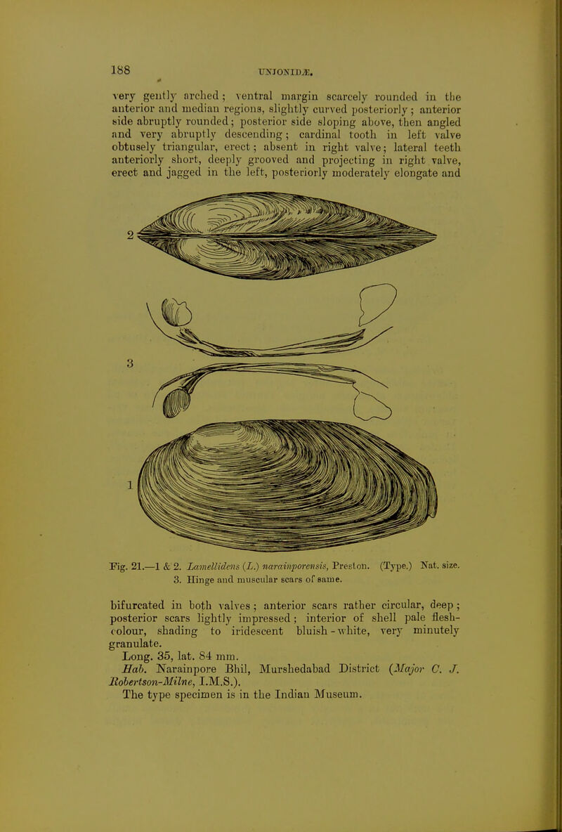 very gently arched ; ventral margin scarcely rounded in the anterior and median regions, slightly curved posteriorly ; anterior side abruptly rounded; posterior side sloping above, then angled and very abruptly descending; cardinal tooth in left valve obtusely triangular, erect; absent in right valve; lateral teeth anteriorly short, deeply grooved and projecting in right valve, erect and jagged in the left, posteriorly moderately elongate and Fig. 21.—1 & 2. Lamellidcns (L.) narainporensis, Preston. (Type.) Nat. size. 3. Hinge and muscular scars of same. bifurcated in both valves; anterior scars rather circular, deep; posterior scars lightly impressed; interior of shell pale flesh- colour, shading to iridescent bluish-white, very minutely granulate. Long. 35, lat. 84 mm. Hob. Narainpore Bhil, Murshedabad District {Major C. J. llobertson-Milne, I.M.S.). The type specimen is in the Indian Museum.
