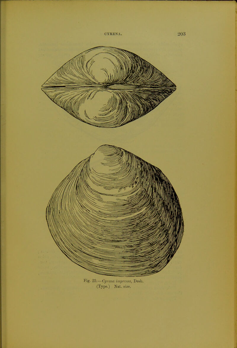 Fig. 25.—Cyrena impressa, Desb. (Type.) Nat. size.