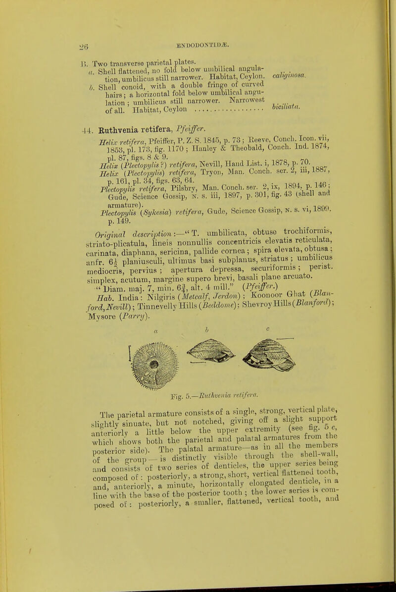 BXl)OUO>TIl)JE. califfinosa. J ). Two trans-verso parietal plates. ,. . , , ,( Shell llattened, no Ibid below umbilical ougula- tion, umbilicus still narrower. Habitat, Ceylon /, Shell conoid, with a double fringe of curved hairs; a horizontal fold below umbilical angu- lation ; umbilicus still narrower. Narrowest of aU. Habitat, Ceylon bicihafM. -14. Ruthvenia retifera, Pfeiffer. Bdix retifera, Pfeiffer, P. Z, S. 1845, p. 73 ; r.eeve Concl> Icon, vii, ]853, pi. 173, lig. 1170 ; Ilanley & Theobald, Conch. Ind. 1874, Jldix^iptctopyHs?) retifera, Nevill, Hand List, i, 1878, p. ^O- Helix (Plectopijlis) retifera, Tryoii, Man. Conch, ser. 2, m, IHB/, p. 161, pi. 34, figs. 63, 64. « • ion- ^^a Plectopylis retifera, Pilsbry, Man. Conch, ser. 2, ix, 1°-^\P-/*^ ' Gude, Science Gossip, n. s. iii, 1897, p. 301, hg. 43 (shell and armature). . . -innn Plectopylis (Sykesia) retifera, Gude, Science Gossip, n. s. vi, p. 149. Oriqiml description:—^'T. ximbilicata, obtuse trochiformis, striato-plicatula, lineis nonnuUis concentricis elevatis reticulata, carinata, diaphana, sericina, pallide cornea; spira elevata, obtusa; anfr 6^ planiusculi, ultimus basi subplanus, stnatus ; umbilicus mediocris, pervius ; apertura depressa, securiformis; penst. simplex, acntum, margine si;pero brevi, basali plane arcuato.  Diam. mai. 7, min. 6|, alt. 4 mill. {PM^r.) Hah. India: Nilgiris {Metcalf, Jerdon) ; Koonooi; Gliat {Maiv- ford,Nevill); Tinnevelly Hills {Beddome); SbevroyHills(BZanfonO; Mysore {Parry). Fig. 5.—Euthveiiia retifera. Tlie parietal armature consists of a single, T^.^'^J^^^-'^J' .slightly sinuate, but not notched, giving off a si ght suppoit anteriorly a little below the upper extremity (see fig. 5 c which shows both the parietal and palatal armatures f^om tl e posterior side). The palatal arma ure-as ^h^™. ! of the rrroup —is distinctly visible through the shell ^^alu and coosis;;\f two series of denticles, tl- upper senes bei^ composed of: posteriorly, a strong, short, vertical f ^tt« ^d too b and anteriorly, a minute, horizontally elongated denticle, in a Une'w th he Imse of the posterior tootli; the lower series is coiv^ po«ed ot: posteriorly, a smaller, flattened, vertical tooth, and