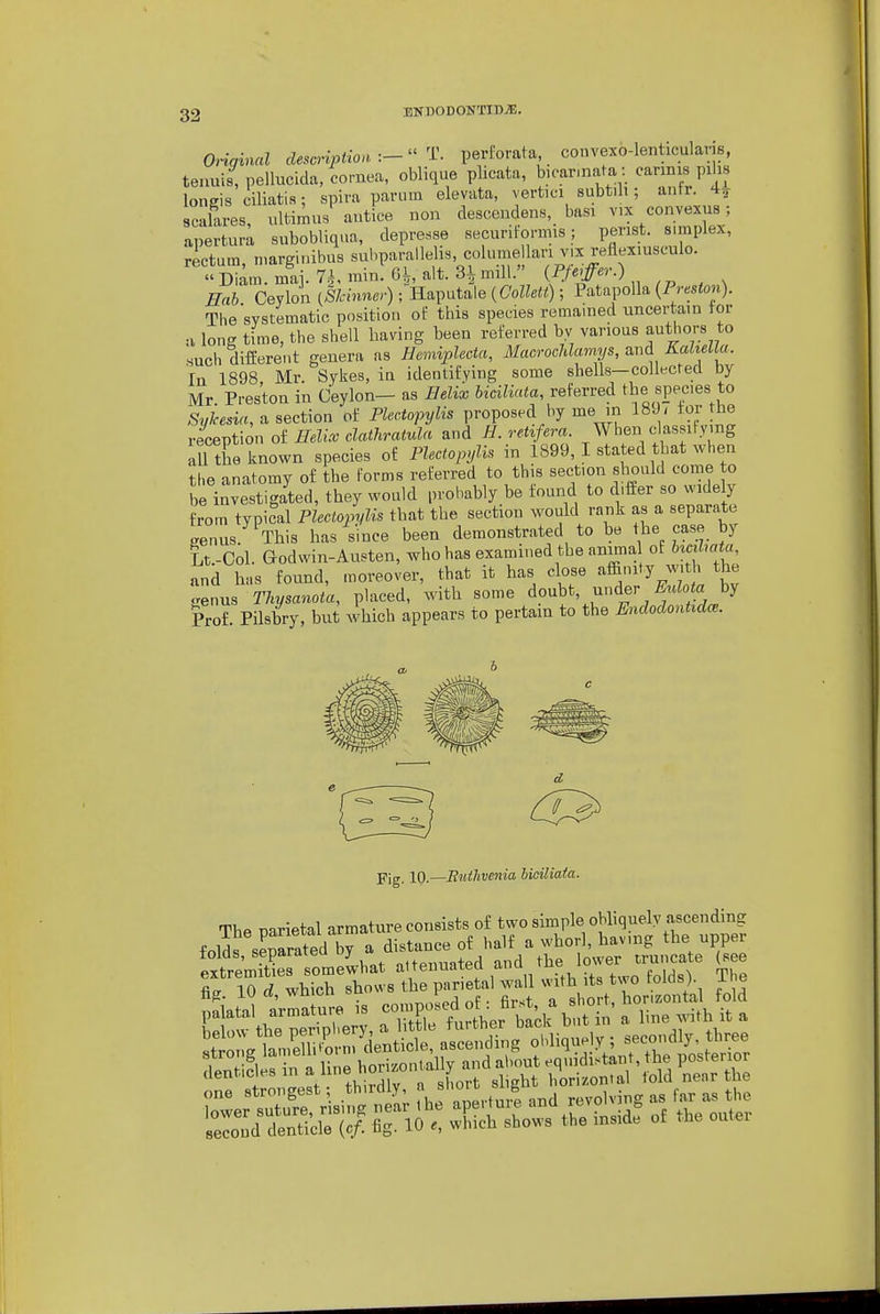 UKDODONTin^E. Onginal desc^-iption T. perforata, convexo-lenticulans, tenuis, pellucida, cornea, oblique plieata, b,ear,nata: cannis pilis lonms ciliatia; spira parum eleyata, vertici subt.li; antr. 4^ scalares, ultimu/autice non descenclens, basi v,x convexus; apertura subobliqua, depre.sse securitormis; perist. simplex, rectum, margiuibas subparallelis, colume Ian v.x reflexiusculo. « Diam mai. 7^ rain. Gh, alt. 31 mill. (Pfe^ffer.) Hah Ceylon (i/.mn.r) ;Haputale (CoZZe«); Patapolla (Pmton). The'systematic position of this species remained uncertain tor •I long time, the shell having been referred by various authors to such different genera as Hemvplecta, MacrocJdamys, and Kahella. In 1898 Mr. Sykes, in identifying some shells—collected Dy Mr Preston in Ceylon- as Helix bicUiata, referred tbe speces to SyJcesia, a section of Plectopylis proposed by me in 189 < tor the reception of Helix clathratula and H. reUfera When classifying 111 the known species of Plectoivjlis in 1899,1 stated that when the anatomy of the forms referred to this section should come to be investigated, they would probably be tound to differ so widely from typical Plectopylis that the section would rank as a separate genus. This has since been demonstrated to be tbe ease by Lt.-Col. Godwin-Austen, who has examined the anima of UciJ,mta, and has formd, moreover, that it has close affi-nty x^nth the crenus Thysanota, placed, with some ^oubt, under ^r*Zo«a by Prof Pilsbry, but which appears to pertain to the EndodonUdcB. Fig. 10.—Euilivenia iioiliaia. The parietal armature consists of two simple obliquely ascending foS sSarated by ^ distance of half a whorl, having the upper tolcis, separateu uy „,tPiinntpd and the lower truncate (see extremities somewhat altenuateci =1^ ^,