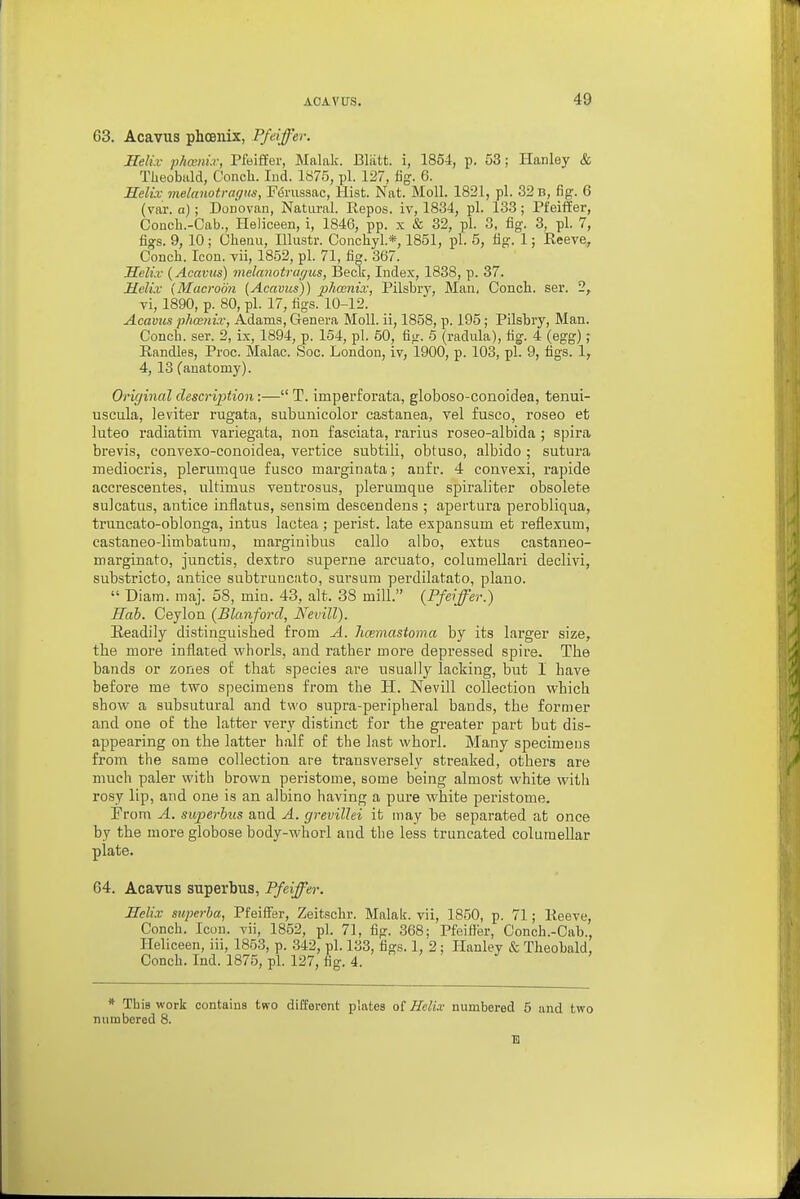 63. Acavus phoenix, Pfeiffer. Helix p/iwHi.i; Pfeiffer, Malnk. Bliitt. i, 1854, p. 53; Hanley & Theobald, Conch. lud. 1875, pi. 127, fig. 6. Selix melanotraffiis, F^nissac, Hist. Nat. Moll. 1821, pi. 32 b, fig. 6 (var. a); Donovan, Natural. Repos. iv, 1834, pi. 133 ; Pfeiffer, Concb.-Cab., Heliceeu, i, 1846, pp. x & 32, pi. 3, fig. 3, pi. 7, figs. 9, 10; Cheuu, Illustr. Conchyl.*, 1851, pi. 5, fig. 1; Reeve, Conch. Icon, vii, 1852, pi. 71, fig. 367. Heliv (Acavus) melanotrayus, Beck, Index, 1838, p. 37. Helix {Macroon (Acavus)) phwnix, Pilsbry, Man, Conch, ser. 2, vi, 1890, p. 80, pi. 17, figs. 10-12. Acavus phccnix, Adams, Genera Moll, ii, 1858, p. 195 ; Pilsbry, Man. Conch, ser. 2, ix, 1894, p. 154, pi. 50, fig. 5 (radula), fig. 4 (egg); Randies, Proc. Malac. Soc. London, iv, 1900, p. 103, pi. 9, figs. 1, 4, 13 fauatomy). Original description:— T. imperforata, globoso-conoidea, tenui- uscula, leviter rugata, subunicolor castanea, vel fusco, roseo et luteo radiatim variegata, non fasciata, rarius roseo-albida ; spira brevis, convexo-conoidea, vertice subtili, obtuso, albido ; sutura mediocris, plerumque fusco marginata; anfi'. 4 convexi, rapide accrescentes, ultimus ventrosus, plerumque spiraliter obsolete suJcatus, antice inflatus, sensim descendens ; apertura perobliqua, truncato-oblonga, intus lactea; perist. late expansum et reflexum, castaneo-limbatura, margiuibus callo albo, extus castaneo- marginato, junctis, dextro superne arcuato, columellari declivi, substricto, antice subtruncato, sui'sum perdilatato, plauo.  Diam. maj. 58, rnin. 43, alt. 38 mill. (Pfeiffer.) Hah. Ceyloa (Blanforcl, Nevill). Eeadily distinguished from A. licemastoma by its larger size, the more inflated whorls, and rather more depressed spire. The bands or zones of that species are usually lacking, but I have before me two specimens from the H. Nevill collection which show a subsutural and two supra-peripheral bands, the former and one of the latter very distinct for the greater part but dis- appearing on the latter half of the last whorl. Many specimeus from the same collection are transversely streaked, others are much paler with brown peristome, some being almost white witii rosy lip, and one is an albino having a pure white peristome. Prom A. superbiis and A. grevillei it may be separated at once by the more globose body-whorl and the less truncated columellar plate. 64. Acavus superbus, Pfeiffer. Helix superba, Pfeiffer, Zeitschr. Malak. vii, 1850, p. 71; Reeve, Conch. Icon, vii, 1852, pi. 71, fig. 368; Pfeiffer, Conch.-Cab., Heliceen, iii, 1853, p. 342, pi. 133, figs. 1, 2 ; Hanley & Theobald, Conch. Ind. 1875, pi. 127, fig. 4. * This work containa two different plates of Heli.v numbered 5 and two numbered 8.