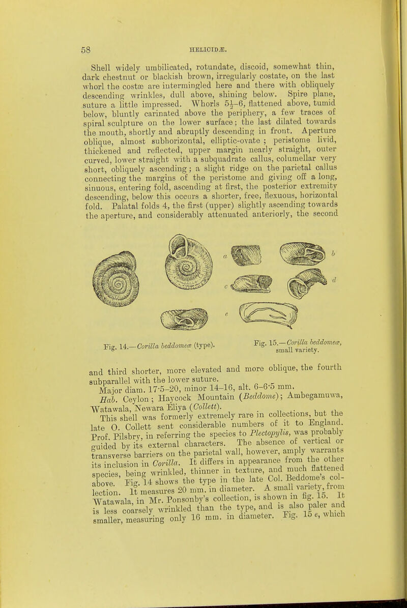 Shell widely umbilicated, rotandate, discoid, somewhat thin, dark chestnut or blackish brown, irregularly costate, on the last whorl the costaj are intermingled here and there with obHquely descending wrinkles, dull above, shining below. Spire plane, suture a little impressed. Whorls 5^-6, flattened above, tumid below, bluntly carinated above the periphery, a few traces of spiral sculpture on the lower surface; the last dilated towards the mouth, shortly and abruptly descending in front. Aperture oblique, almost subhorizontal, elliptic-ovate ; peristome Hvid, thickened and reflected, upper margin nearly straight, outer curved, lower straight with a subquadrate callus, eolumellar very short, obliquely ascending; a slight ridge on the parietal callus connecting the margins of the peristome and giving off a long, sinuous, entering fold, ascending at first, the posterior extremity descending, below this occurs a shorter, free, flexuous, horizontal fold. Palatal folds 4, the first (upper) slightly ascending towards the aperture, and considerably attenuated anteriorly, the second Fig. 14.—Corilla beddomecs (type). Fig. 15.— Corilla heddomea, small Tarietv. and third shorter, more elevated and more oblique, the fourth subparallel with the lower suture. Major diam. 17-5-20, minor 14-16, alt. 6-6-5 mm Ecib. Ceylon ; Haycock Mountain {Beddome); Ambegamuwa, Watawala, Newara Eliya {Collett). This shell was formerly extremely rare in collections but the late O Collett sent considerable numbers of it to England. Prof Pilsbry, in referring the species to Plectopyhs, was probably Sd by its external characters. The absence of vertical or tiansverse barriers on the parietal wall, however, amply warrants its inclusion in Corilla. It differs in appearance from the other species, being wrinkled thinner in textiire, --'^^^^^^^^^^^^ above Eig. 14 shows the type in the late Col. Beddome s coi Let on. It ineasures 20 mm. in diameter. A small variety from AVatawala in Mr. Ponsonby's collection, is shown in fig. lo. It iJ s coiy wrinkled than the type, and - ^J-^Pf ^-J smaller, measuring only 16 mm. in diameter. E.g. l5e,^^hlch