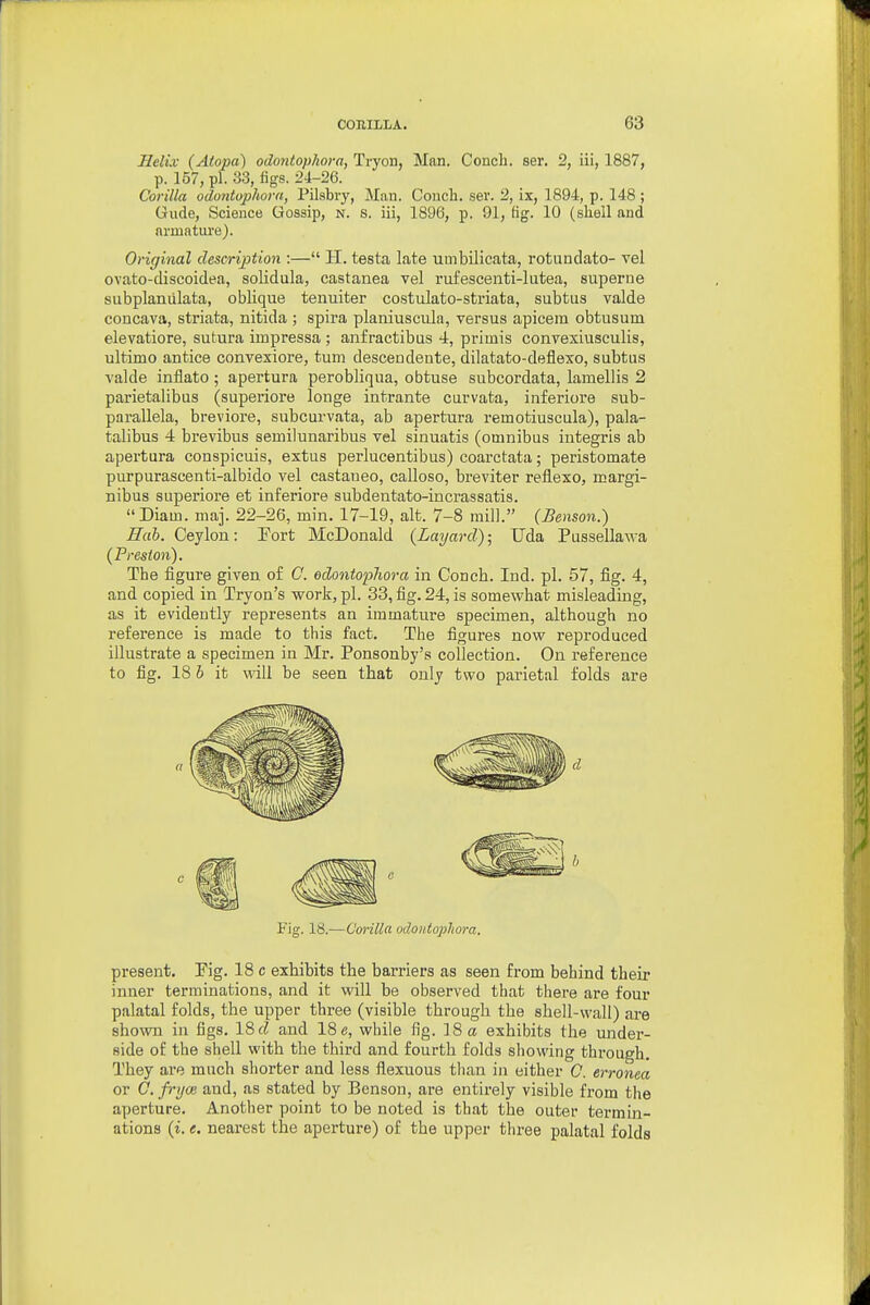 Helix (Atopa) odontophora, Tryon, Man. Conch, ser. 2, iii, 1887, p. 157, pi. 33, figs. 24-26. Corilla odontophora, Pilabry, Man. Conch, ser. 2, ix, 1894, p. 148 ; Gude, Science Gossip, n. s. iii, 1896, p. 91, fig. 10 (shell and armature). Original description :— H. testa late umbilicata, rotundato- vel ovato-discoidea, solidula, castanea vel rufescenti-lutea, superne subplaniilata, oblique tenuiter costulato-striata, subtus valde concava, striata, nitida ; spira planiuscula, versus apicera obtusum elevatiore, sutura impressa ; anfractibus 4, primis convexiusculis, ultimo antice convexiore, turn descendeute, dilatato-deflexo, subtus valde inflato ; apertura perobliqua, obtuse subcordata, lamellis 2 parietalibus (superiore longe intrante curvata, inferioi'e sub- parallela, breviore, subcurvata, ab apertura remotiuscula), pala- talibus 4 brevibus semilunaribus vel sinuatis (omnibus integris ab apertura conspicuis, extus perlucentibus) coarctata; peristomate purpurascenti-albido vel castaueo, calloso, breviter reflexo, margi- nibus superiore et inferiors subdentato-incrassatis.  Diam. maj. 22-26, min. 17-19, alt. 7-8 mill. (Benson.) Hah. Ceylon: Fort McDonald (Layard); Uda Pussellawa (Preston). The figure given of C. odonto'phora in Conch. Ind. pi. 57, fig. 4, and copied in Tryon's work, pi. 33, fig. 24, is somewhat misleading, as it evidently represents an immature specimen, although no reference is made to this fact. The figures now reproduced illustrate a specimen iu Mr. Ponsonby's collection. On reference to fig. 18 6 it will be seen that only two parietal folds are Fig. 18.—Cwilla udoxtophora. present, Eig. 18 c exhibits the barriers as seen from behind their inner terminations, and it will be observed that there are four palatal folds, the upper three (visible through the shell-wall) are shown iu figs. 18 and 18 e, while fig. 18 a exhibits the under- side of the shell with the third and fourth folds showing through. They are much shorter and less flexuous tlian in either G. erronca or C. frym and, as stated by Benson, are entirely visible from the aperture. Another point to be noted is that the outer termin- ations (i. t. nearest the aperture) of the upper three palatal folds