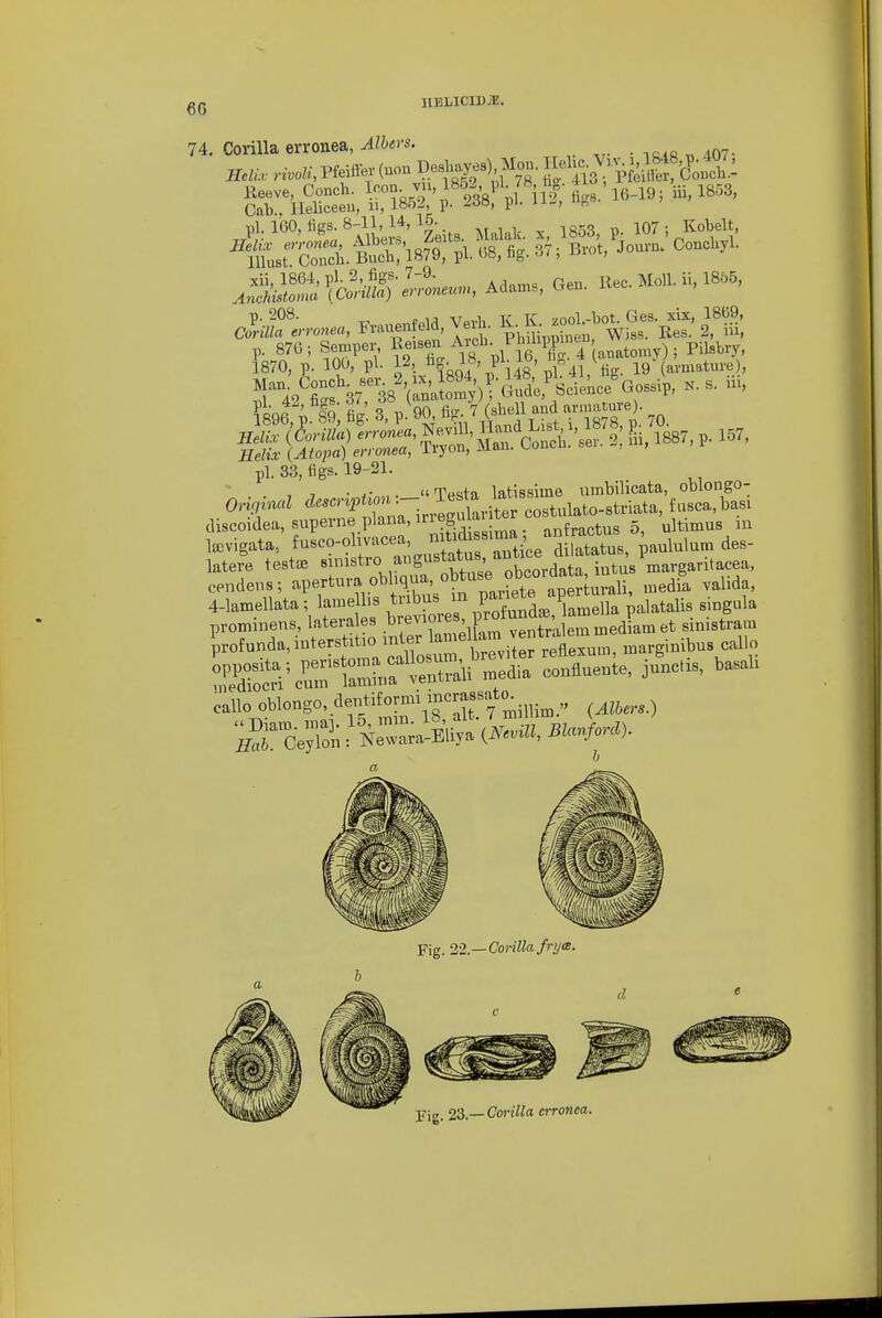 74. Gorilla erronea, Alhers. pi. ioO, iigs. 8-11,14, 15. , , ^. -lo-o „ i07 ; Kobelt, p. 870; Semper, M /If ^^ 4 (a.atomy) ; PUsbry, 1870 1). 100, pi. %1^'/h8;p1?41, «g. 19'(armature), pi. 33, figs. 19-21. , 7 • 4-^... Tt^sta latissiine umbilicata, oblongo- Oruiinal '^'^'''-'l''''''-^.^^^^^^ costulato-striata, fasca,basi discoidea, superne plana, iriegu^a^^ te^ ^^^.^^^ .^^ laevigata, fusco-olivacea, ^'^.-'.^^'Si.status, iaululum des- late^; test, fbtu:; o^^^^^^^^^ cendens; apertvira obliqua, oDtuse ou ^ ^^-^ ^^^,^3, 44amellata; la.Be - Hatalis singula promiuens, laterales vpntrilemmediam et sinistram h Fig. 'ii.—Corillafrtja.