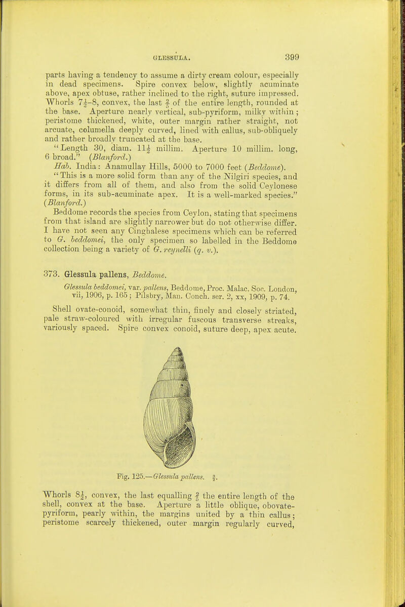 parts having a teudeucy to assume a dirty cream colour, especially in dead specimens. Spire convex below, slightly acuminate above, apex obtuse, rather inclined to the right, suture impressed. Wliorls 74-8, convex, the last i of the entire length, rounded at the base. Aperture nearly vertical, sub-pyriform, milky within ; peristome tliickened, white, outer margin rather straiglit, not arcuate, columella deeply curved, lined with callus, sub-obliquely and rather broadly truncated at the base. Length 30, diam. ll^ millim. Aperture 10 millim. long, 6 broad. {Blanford.) Hah. India : Anamullay Hills, 5000 to 7000 feet (Beddome). This is a more solid form than any of the Nilgiri species, and it differs from all of them, and also from the solid Ceylonese forms, in its sub-acumiuate apex. It is a Avell-marked species. (Blanford.) Beddome records the species from Ceylon, stating that specimens from that island are slightly narrower but do not otherwise differ. I have not seen any Cinghalese specimens which can be referred to G. beddomei, the only specimen so labelled in the Beddome collection being a variety of G. reynelli {q. v.). 373. Glessula pallens, Beddome. Glessula beddomei, var. pallens, Beddome, Proc. Malac. Sec. Loudon, vii, 1906, p. 165; Pilsbry, Mau. Conch, ser. 2, xx, 1909, p. 74. Shell ovate-conoid, somewhat thin, finely and closely striated, pale straw-coloured with irregular fuscous transverse streaks, variously spaced. Spire convex conoid, suture deep, apex acute. Fig. 125.—Glessula pallens. J. Whorls 8|, convex, the last equalling | the entire length of the shell, convex at the base. Aperture a little oblique, obovate- pyriform, pearly within, the margins united by a thin callus; peristome scarcely thickened, outer margin regularly curved,