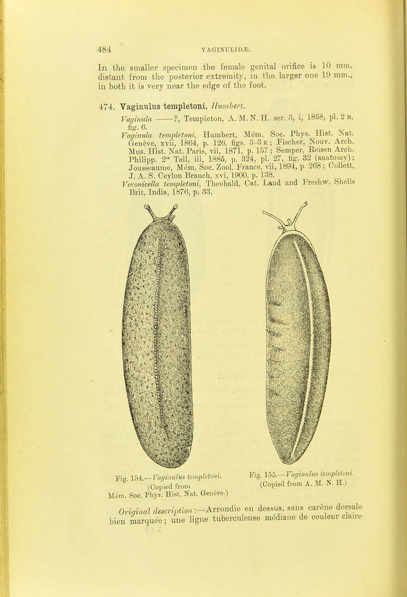 In the smaller specimen tlie female genital orifice is 10 mm. distant from the posterior extremity, in the. larger one 19 mm., in both it is very near the edge of the foot. 474. Vaginulus templetoni, Humbert. Vaffimila ■?, Templeton, A. M. N. H. ser. 3, i, 1858, pi. 2 b, Vagimda templetoni, Humbert, Mem. Soc. Phys. Hist. Nat. Geneve, xvii, 1864, p. 126, figs. .3-3 k; Fischer, Nouv. Arch. Mus. Hist. Nat. Paris, vii, 1871, p. 157 ; Semper, Reisen Arch. Pbilipp. 2'° Teil, iii, 1885, p. 324, pi. 27, fig. 32 (anatomy); Joiisseaume, Mem. Soc. ZooL France, vii, 1894, p. 268; Collett, J. A. S. Ceylon Branch, xvi, 1900, p. 138. Veronicella templetoni, Theobald, Cat. Land and Freshw. Shells Brit. India, 1876, p. 33. Fi„ 154 _ Vaqkmlus icmplcioni. Fig. 155.- Vaginuhis templetom. ■ (Copied from (Copied from A. M. N. H.) Mem. Soc. Phys- H'st- Nat. Geneve.) Oriqinal descrijAion-.--Avrondie en dessus, sans carene dorsale bien marquee; une ligne tuberculeuse mediane de couleur claire