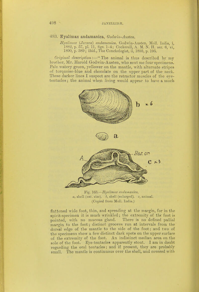 483. Hyalimax andamanica, Oodwin-Austen. Ili/alimax [Jarava) andairumica. Godwin-Austen, iVFoll. India, i, 188a, p. 57, pi. 11, figs. 1-4; Coclceroll, A. M. N. II. ser. G, vi, 1890, p. 389 ; ibid., 'J'lie Conchologist, ii, 1893, p. 195. Or!r/inal description:— The animal is thus described by iny brotiier, Mr. Harold Grodwin-Austen, who sent, me four specimens. Pale watery green, yellower on the mantle, with alternate stripes oi: torquoise-blue and chocolate on the upper part of the neck. Tho.se darker lines I suspect are the retractor muscles of tlie eye- tentacles ; the animal when living would appear to have a much Fig. 163.—Hi/a/imir.r nndamanica. a, shell (nat. size), h, shell (enlarged), c, animal. (Copied from Moll. India.) flattened wide foot, thin, and spreading at the margin, for in tlie spirit-specimen it is much wrinkled; the extremity of the foot is pointed, with no mucous gland. There is no defined pallial margin to the foot; distinct grooves run at intervals from the dorsal edge of the mantle to the side of the foot: and two of the specimens show a few distinct dark spots on the upper surface of the extremity of the foot. An indistinct median area on the sole of the foot. Eye-tentacles apparently stout. I am in doubt regarding the oral tentacles; and if present, they are probably small. The mantle is continuous over the shell, and covered with