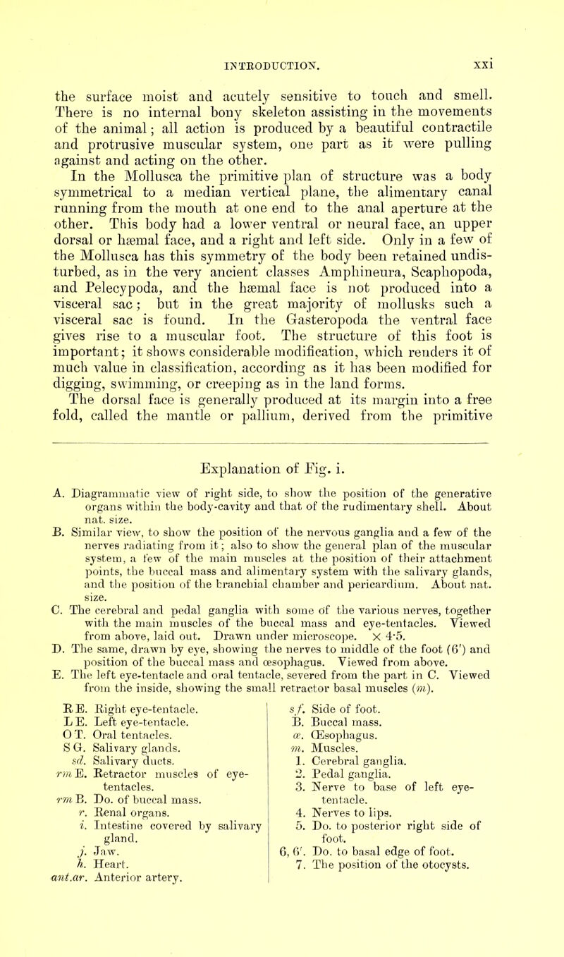the surface moist and acutely sensitive to touch and smell. There is no internal bony skeleton assisting in the movements of the animal; all action is produced by a beautiful contractile and protrusive muscular system, one part as it were pulling against and acting on the other. In the Mollusca the primitive plan of structure was a body symmetrical to a median vertical plane, the alimentary canal running from the mouth at one end to the anal aperture at the other. This body had a lower ventral or neural face, an upper dorsal or haemal face, and a right and left side. Only in a few of the Mollusca has this symmetry of the body been retained undis- turbed, as in the very ancient classes Amphineura, Scapliopoda, and Pelecypoda, and the haemal face is not produced into a visceral sac; but in the great majority of mollusks such a visceral sac is found. In the Gasteropoda the ventral face gives rise to a muscular foot. The structure of this foot is important; it shows considerable modification, which renders it of much value in classification, according as it has been modified for digging, swimming, or creeping as in the land forms. The dorsal face is generally produced at its margin into a free fold, called the mantle or pallium, derived from the primitive Explanation of Eig. i. A. Diagrammatic view of right side, to show the position of the generative organs within the body-cavity and that of the rudimentary shell. About nat. size. B. Similar view, to show the position of the nervous ganglia and a few of the nerves radiating from it; also to show the general plan of the muscular system, a few of the main muscles at the position of their attachment points, the buccal mass and alimentary system with the salivary glands, and the position of the branchial chamber and pericardium. About nat. C. The cerebral and pedal ganglia with some Of the various nerves, together with the main muscles of the buccal mass and eye-tentacles. Viewed from above, laid out. Drawn under microscope. X 4-5. D. The same, drawn by eye, showing the nerves to middle of the foot (6') and position of the buccal mass and oesophagus. Viewed from above. E. The left eye-tentacle and oral tentacle, severed from the part in C. Viewed from the inside, showing the small retractor basal muscles (m). R E. Right eye-tentacle. L E. Left eye-tentacle. O T. Oral tentacles. S G. Salivary glands. sd. Salivary ducts. rm E. Retractor muscles of eye- tentacles. rm B. Do. of buccal mass. r. Renal organs. i. Intestine covered by salivary gland. h. Heart. ant.ar. Anterior artery. sf. Side of foot. B. Buccal mass. a. (Esophagus. m. Muscles. 1. Cerebral ganglia. 2. Pedal ganglia. 3. Nerve to base of left eye- tentacle. 4. Nerves to lips. 5. Do. to posterior right side of foot. 6, 6r. Do. to basal edge of foot. 7. The position of the otocysts.