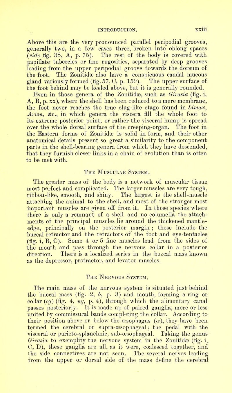 Above this are the very pronounced parallel peripodial grooves, generally two, in a few cases three, broken into oblong spaces (vide fig. 38, A, p. 75). The rest of the body is covered with papillate tubercles or fine rugosities, separated by deep grooves leading from the upper peripodial groove towards the dorsum of the foot. The Zonitidae also have a conspicuous caudal mucous gland variously formed (fig. 57,0, p. 159). The upper surface of the foot behind may be keeled above, but it is generally rounded. Even in those genera of the Zonitidae, such as Girasia (fig. i, A, B, p. xx), where the shell has been reduced to a mere membrane, the foot never reaches the true slug-like stage found in Limax, Avion, &c., in which genera the viscera fill the whole foot to its extreme posterior point, or rather the visceral hump is spread over the whole dorsal surface of the creeping-organ. The foot in the Eastern forms of Zonitidae is solid in form, and their other anatomical details present so great a similarity to the component parts in the shell-bearing genera from which they have descended, that they furnish closer links in a chain of evolution than is often to be met with. The Mhsoulab System. The greater mass of the body is a network of muscular tissue most perfect and complicated. The larger muscles are very tough, ribbon-like, smooth, and shiny. The largest is the shell-muscle attaching the animal to the shell, and most of the stronger most important muscles are given off from it. In those species where there is only a remnant of a shell and no columella the attach- ments of the principal muscles lie around the thickened mantle- edge, principally on the posterior margin; these include the buccal retractor and the retractors of' the foot and eye-tentacles (fig. i, B, 0). Some 4 or 5 fine muscles lead from the sides of the mouth and pass through the nervous collar in a posterior direction. There is a localized series in the buccal mass known as the depressor, protractor, and levator muscles. The Neetous System. The main mass of the nervous system is situated just behind the buccal mass (fig. 2, b, p. 3) and mouth, forming a ring or collar {eg) (fig. 4, ng, p. 4), through which the alimentary canal passes posteriorly. It is made up of paired ganglia, more or less united by commissural bands completing the collar. According to their position above or below the oesophagus (os), they have been termed the cerebral or supra-oesophageal; the pedal with the visceral or parieto-splanchnic, sub-oesophageal. Taking the genus Girasia to exemplify the nervous system in the Zonitidae (fig. i, C, D), these ganglia are all, as it were, coalesced together, and the side connectives are not seen. The several nerves leading from the upper or dorsal side of the mass define the cerebral