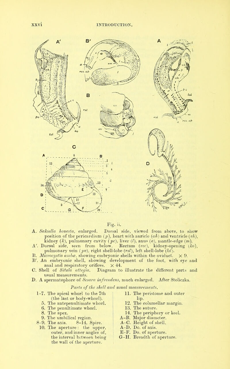 A. Sakiella honesta, enlarged. Dorsal side, viewed from above, to show position of the pericardium (p), heart with auricle (ah') and ventricle (vh), kidney (Jc), pulmonary cavity (pc), liver (l), anus (a), mantle-edge (m). A'. Dorsal side, seen from below. Eectum (rec), kidney-opening (ho), pulmonary vein (pv), right shell-lobe (rsl), left shell-lobe (Isl). B. Microcystis ambce, showing embryonic shells within the oviduct, x 9. B'. An embryonic shell, showing development of the foot, with eye and anal and respiratory orifices. X 44. C. Shell of Sitala attegia. Diagram to illustrate the different parts and usual measurements. D. A spermatophore of Sesara infrendens, much enlarged. After Stoliczka. Tarts of the shell and usual measurements. 1-7. The apical whorl to the 7th (the last or body-whorl). 5. The antepenultimate whorl. 6. The penultimate whorl. 8. The apex. 9. The umbilical region. 8-9. The axis. 8-14. Spire. 10. The aperture : the upper, outer, and inner angles of, the interval between being the wall of the aperture. 11. The peristome and outer lip. 12. The columellar margin. 13. The suture. 14. The periphery or keel. A-B. Major diameter. A-C. Height of shell. A-D. Do. of axis. E-R Do. of aperture. G-H. Breadth of aperture.