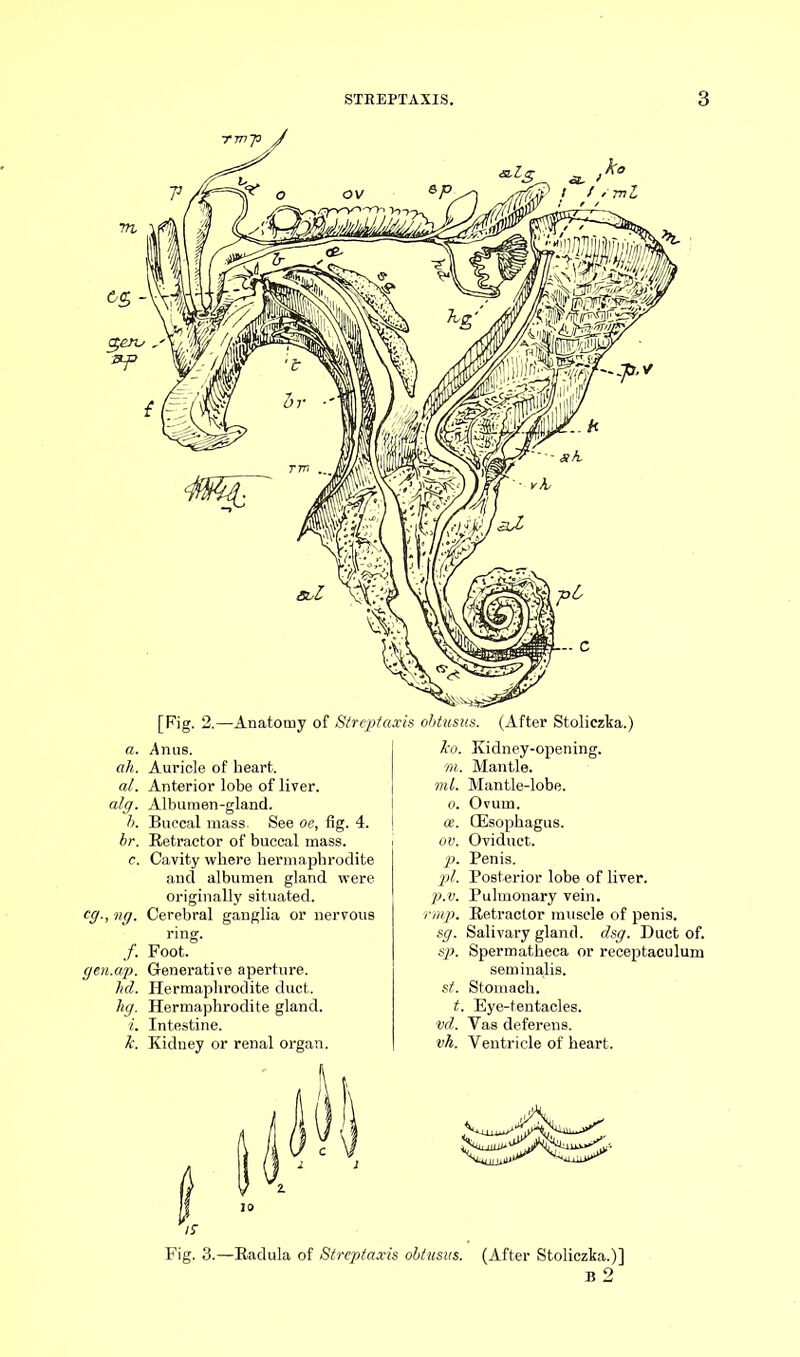 [Fig. 2.—Anatomy of Streptaxis obtusus. (After Stoliczka.) ah. Auricle of heart. al. Anterior lobe of liver. alg. Albumen-gland. b. Buccal mass. See oe, fig. 4. br. Retractor of buccal mass. c. Cavity where hermaphrodite and albumen gland were originally situated. eg., ng. Cerebral ganglia or nervous ring. /. Foot. gen.ap. Generative aperture. hd. Hermaphrodite duct. hg. Hermaphrodite gland. i. Intestine. Jc. Kidney or renal organ. Jco. Kidney-opening. m. Mantle. ml. Mantle-lobe. o. Ovum. oe. CEsophagus. ov. Oviduct. p. Penis. pi. Posterior lobe of liver. p.v. Pulmonary vein. rmp. Retractor muscle of penis. sg. Salivary gland, dsg. Duct of. sp. Spermatheca or receptaculum semina,lis. si. Stomach. t. Eye-tentacles. vd. Yas deferens. vh. Ventricle of heart. Fig. 3.—Radula of Streptaxis obtusus. (After Stoliczka.)]