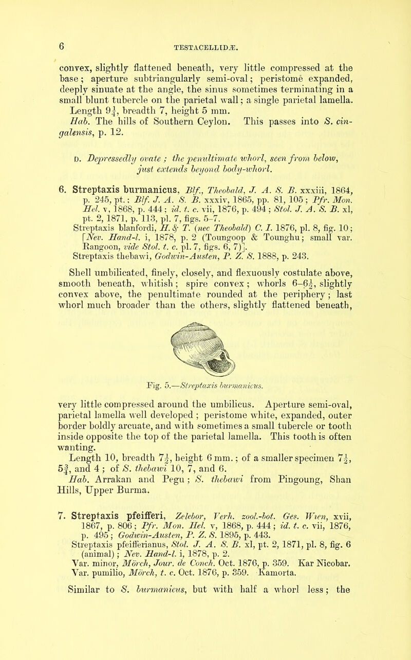 convex, slightly flattened beneath, very little compressed at the base; aperture subtriangularly semi-oval; peristome expanded, deeply sinuate at the angle, the sinus sometimes terminating in a small blunt tubercle on the parietal wall; a single parietal lamella. Length 9|, breadth 7, height 5 mm. Hab. The hills of Southern Ceylon. This passes into S. cin- galensis, p. 12. p. Depressedly ovate ; the penultimate whorl, seen from below, just extends beyond body-wliorl. 6. Streptaxis burmanicus, Iff, Theobald, J. A. S. B. xxxiii, 1864, p. 245, pt.; BJ. J. A. S. B. xxxiv, 1865, pp. 81, 105 ; Pfr. Mon. Mel. v, 1868, p. 444; id. t. c. vii, 1876, p. 494; Stol. J. A. S. B. xl, pt. 2,1871, p. 113, pi. 7, figs. 5-7. Streptaxis blanfordi, II. § T. (nee Theobald) C. I. 1876, pi. 8, fig. 10; [Aei>. Mand-l. i, 1878, p. 2 (Toungoop & Tounghu; small var. Rangoon, vide Stol. t. c. pi. 7, figs. 6, 7)]. Streptaxis tliebawi, Godivin-Austen, P. Z. S. 1888, p. 243. Shell umbilicated, finely, closely, and flexuously costulate above, smooth beneath, whitish ; spire convex; whorls 6-6|, slightly convex above, the penultimate rounded at the periphery; last whorl much broader than the others, slightly flattened beneath, Fig. 5.—Streptaxis burmanicus. very little compressed around the umbilicus. Aperture semi-oval, parietal lamella well developed ; peristome white, expanded, outer border boldly arcuate, and with sometimes a small tubercle or tooth inside opposite the top of the parietal lamella. This tooth is often wanting. Length 10, breadth 7|, height 6 mm.; of a smaller specimen 7g, 5|, and 4; of S. tliebawi 10, 7, and 6. Hab. Arrakan and Pegu; S. tliebawi from Pingoung, Shan Hills, Upper Burma. 7. Streptaxis pfeifferi, Zelebor, Verh. zool.-bot. Ges. Wien, xvii, 1867, p. 806; Pfr. Mon. Hel. v, 1868, p. 444; id. t. c. vii, 1876, p. 495 ; Godwin-Austen, P. Z. S. 1895, p. 443. Streptaxis pfeifferianus, Stol. J. A. S. B. xl, pt. 2,1871, pi. 8, fig. 6 (animal); Nev. Mand-l. i, 1878, p. 2. Var. minor, Morch, Jour, de Conch. Oct. 1876, p. 359. Kar Nicobar. Var. pumilio, March, t. c. Oct. 1876, p. 359. Kamorta. Similar to S. burmanicus, but with half a whorl less; the