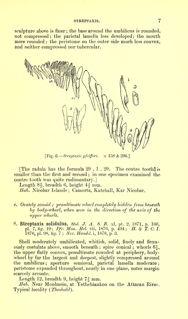 sculpture above is finer; the base around the umbilicus is rounded, not compressed; the parietal lamella less developed; the mouth more rounded ; the peristome on the outer side much less convex, and neither compressed nor tubercular. [The radula has the formula 29 . 1.29. The centre tooth? is smaller than the first and second; in one specimen examined the centre tooth was quite rudimentary.] Length 8-f, breadth 6, height 4| mm. Hob. Nicobar Islands ; Camorta, Katchall, Kar Nicobar. c. Ovately conoid ; penultimate whorl completely hidden from beneath by body-whorl, when seen in the direction of the axis of the upper ivhorls. 8. Streptaxis solidulus, Stol. J. A. S. B. xl, pt. 2, 1871, p. 166, pi. 7, fig. 10; Pfr. Mon. Hel. vii, 1876, p. 494; IP. Sr T. C. I. 1876, pi. 98, fig. 7 : Nev. Hand-l. i, 1878, p. 3. Shell moderately umbilicated, whitish, solid, finely and flexu- ously costulate above, smooth beneath ; spire conical; whorls 6|, the upper flatly convex, penultimate rounded at periphery, body- whorl by far the largest and deepest, slightly compressed around the umbilicus; aperture semioval, parietal lamella moderate; peristome expanded throughout, nearly in one plane, outer margin scarcely arcuate. Length 12, breadth 9, height 7| mm. Hab. Near Moulmein, at Yethebiankoo on the Attaran Rivei. Typical locality (Theobald).