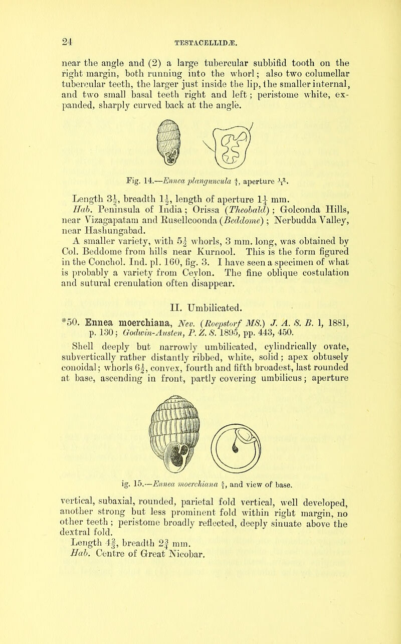 near the angle and (2) a large tubercular subbifid tooth on the right margin, both running into the whorl; also two columellar tubercular teeth, the larger just inside the lip, the smaller internal, and two small basal teeth right and left; peristome white, ex- panded, sharply curved back at the angle. Fig. 14.—Ennea planguncula f , aperture V-. Length 3-1, breadth 1-1, length of aperture 1-^ mm. Bab. Peninsula of India; Orissa (Theobald) ; Golconda Hills, near Vizagapatam and Busellcoonda {Beddorne) • Nerbudda Valley, near Hashungabad. A smaller variety, with 5| whorls, 3 mm. long, was obtained by Col. Beddorne from hills near Kurnool. This is the form figured in the Conchol. Ind. pi. 160, fig. 3. I have seen a specimen of what is probably a variety from Ceylon. The fine oblique costulation and sutural crenulation often disappear. II. Umbilicated. *50. Ennea moerchiana, Nev. (Roepstorf MS.) J. A. S. B. 1, 1881, p. 130; Godwin-Austen, P. Z. S. 1895, pp. 443, 450. Shell deeply but narrowly umbilicated, cylindrically ovate, subvertically rather distantly ribbed, white, solid; apex obtusely conoidal; whorls 6|, convex, fourth and fifth broadest, last rounded at base, ascending in front, partly covering umbilicus; aperture ig. 15.—Ennea moerchiana £, and view of base. vertical, subaxial, rounded, parietal fold vertical, well developed, another strong but less prominent fold within right margin, no other teeth ; peristome broadly reflected, deeply sinuate above the dextral fold. Length 4§, breadth 2f mm. Bab. Centre of Great Nicobar.