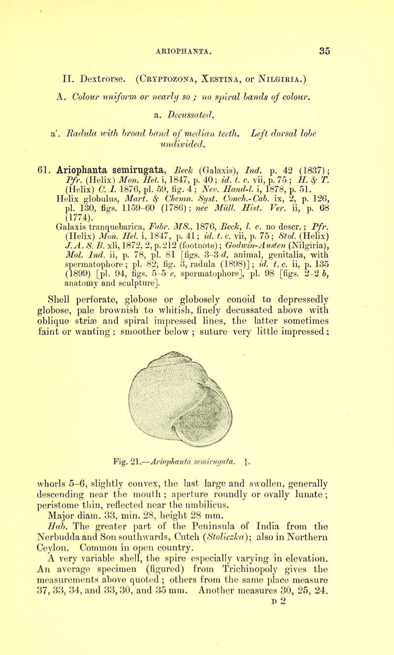 II. Dextrorse. (Cryptozona, Xestina, or Nil&iria.) A. Colour uniform or nearly so ; no spiral bands of colour. a. Decussated. a'. Radula with broad band of median teeth. Left dorsal lobe undivided. 61. Ariophanta semirugata, Beck (Galaxis), Ind. p. 42 (1837); Pfr. (Helix) Mon. Hel. i, 1847, p. 40; id. t. c. vii, p. 75; H. Sr T. (Helix) C. 1. 1876, pi. 59, fig-. 4; Nev. Hand-l. i, 1878, p. 51. Helix globulus, Mart. Sr Chemn. Syst. Conch.-Cab. ix, 2, p. 126, pi. 130, figs. 1159-60 (1786); nec Mull. Hist. Ver. ii, p. 68 (1774). Galaxis tranquebarica, Fabr. MS.. 1876, Beck, l. c. no descr.; Pfr. (Helix) Mon. Hel. i, 1847, p. 41; id. t. c. vii, p. 75; Stol. (Helix) J.A. S. B. xli, 1872, 2, p. 212 (footnote); Godwin-Austen (Nilgiria), Mol. Ind. ii, p. 78, pi. 81 [figs. 3-3 d, animal, genitalia, with spermatopbore; pi. 82, fig. 3, radula (1898)]; id. t.c. ii, p. 135 (1899) [pi. 94, figs. 5-5 e, spermatopbore], pi. 98 [figs. 2-2 b, anatomy and sculpture]. Shell perforate, globose or globosely conoid to depressedly globose, pale brownish to whitish, finely decussated above with oblique striae and spiral impressed lines, the latter sometimes faint or wanting ; smoother below ; suture very little impressed ; Fig. 21.—Ariophanta semirugata. |. whorls 5-6, slightly convex, the last large and swollen, generally descending near the mouth ; aperture roundly or ovally lunate ; peristome thin, reflected near the umbilicus. Major diam. 33, min. 28, height 28 mm. Hub. The greater part of the Peninsula of India from the Nerbudda and Son southwards, Cutch (StoliczTca); also in Northern Ceylon. Common in open country. A very variable shell, the spire especially varying in elevation. An average specimen (figured) from Trichinopoly gives the measurements above quoted; others from the same place measure 37, 33, 34, and 33,30, and 35 mm. Another measures 30, 25, 24.