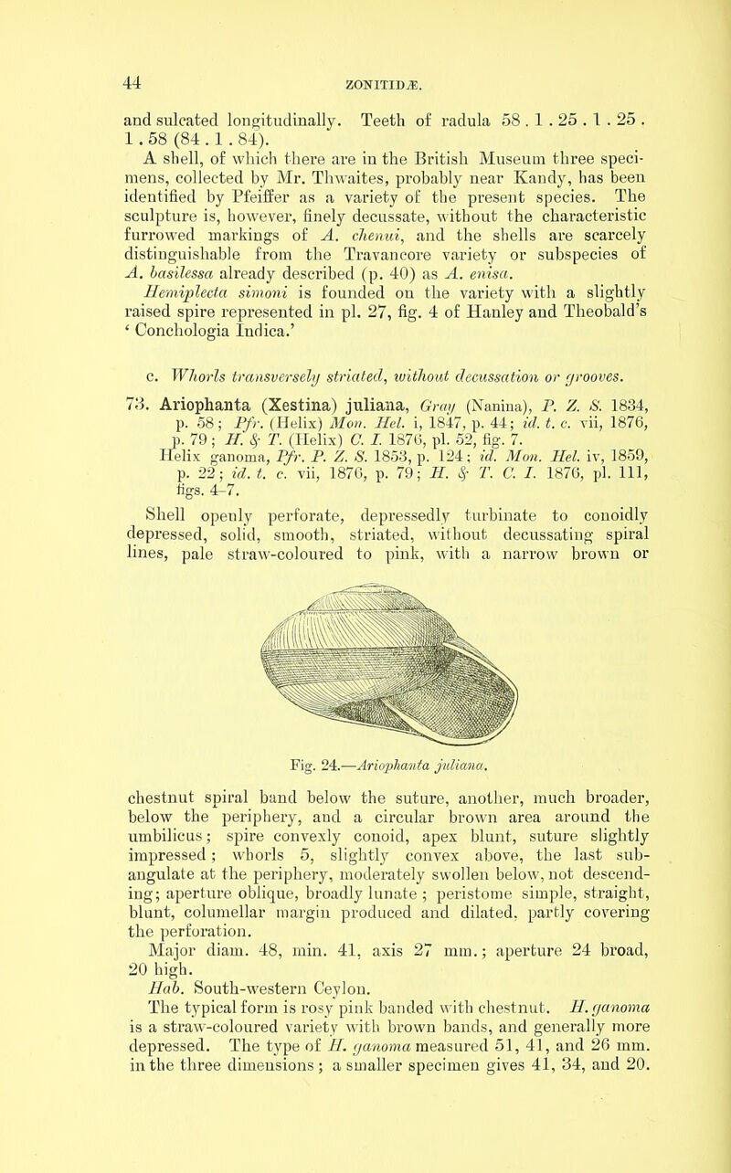 and sulcated longitudinally. Teeth of radula 58.1.25.1.25. 1.58 (84.1.84). A shell, of which there are in the British Museum three speci- mens, collected by Mr. Thwaites, probably near Kandy, has been identified by Pfeiffer as a variety of the present species. The sculpture is, however, finely decussate, without the characteristic furrowed markings of A. chenui, and the shells are scarcely distinguishable from the Travancore variety or subspecies of A. basilessa already described (p. 40) as A. enisa. Hemiplecta simoni is founded on the variety with a slightly raised spire represented in pi. 27, fig. 4 of Hanley and Theobald’s ‘ Conchologia Indica.’ c. Whorls transversely striated, without decussation or grooves. 73. Ariophanta (Xestina) juliana, Gray (Nanina), P. Z. S. 1834, p. 58; Pfr. (Helix) Mon. Hel. i, 1847, p. 44; id. t. c. vii, 1876, p. 79; H. $ T. (Helix) C. I. 1876, pi. 52, fig. 7. Helix ganoma, Pfr. P. Z. S. 1853, p. 124; id. Mon. Hel. iv, 1859, p. 22; id. t. c. vii, 1876, p. 79; H. $ T. C. I. 1876, pi. Ill, figs. 4-7. Shell openly perforate, depressedly turbinate to conoidly depressed, solid, smooth, striated, without decussating spiral lines, pale straw-coloured to pink, with a narrow brown or Fig. 24.—Ariophanta juliana. chestnut spiral band below the suture, another, much broader, below the periphery, and a circular brown area around the umbilicus; spire convexly conoid, apex blunt, suture slightly impressed; whorls 5, slightly convex above, the last sub- angulate at the periphery, moderately swollen below, not descend- ing; aperture oblique, broadly lunate ; peristome simple, straight, blunt, columellar margin produced and dilated, partly covering the perforation. Major diam. 48, min. 41, axis 27 mm.; aperture 24 broad, 20 high. Hab. South-western Ceylon. The typical form is rosy pink banded with chestnut. If. ganoma is a straw-coloured variety with brown bands, and generally more depressed. The type of H. ganoma measured 51, 41, and 26 mm. in the three dimensions; a smaller specimen gives 41, 34, and 20.