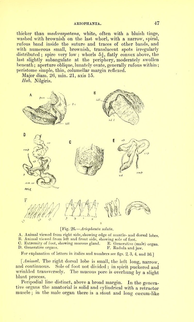 thicker than maderctspatana, white, often with a bluish tinge, washed with brownish on the last whorl, with a narrow, spiral, rufous hand inside the suture and traces of other bands, and with numerous small, brownish, translucent spots irregularly distributed ; spire very low : whorls 5|, flatly convex above, the last slightly subangulate at the periphery, moderately swollen beneath; aperture oblique, lunately ovate, generally rufous within; peristome simple, thin, columellar margin reflexed. Major diam. 26, min. 21, axis 15. Hah. Nilgiris. A. Animal viewed from right side, showing edge of mantle- and dorsal lobes. B. Animal viewed from left and front side, showing sole of foot. 0. Extremity of foot, showing mucous gland. E. Generative (male) organ. D. Generative organs. P. Radula and jaw. Por explanation of letters in italics and numbers see figs. 2, 3, 4, and 16.] [Animal. The right dorsal lobe is small, the left long, narrow, and continuous. Sole of foot not divided ; in spirit puckered and wrinkled transversely. The mucous pore is overhung by a slight blunt process. Peripodial line distinct, above a broad margin. In the genera- tive organs the amatorial is solid and cylindrical with a retractor muscle; in the male organ there is a stout and long ctecum-like