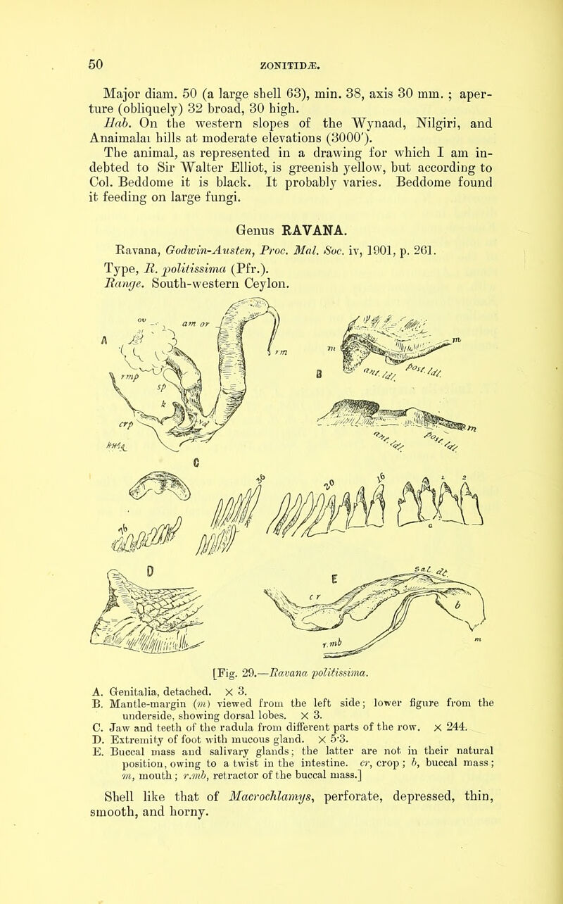 Major diam. 50 (a large shell 63), min. 38, axis 30 mm. ; aper- ture (obliquely) 32 broad, 30 high. Hab. On the western slopes of the Wynaad, Nilgiri, and Anaimalai hills at moderate elevations (3000'). The animal, as represented in a drawing for which I am in- debted to Sir Walter Elliot, is greenish yellow, but according to Col. Beddome it is black. It probably varies. Beddome found it feeding on large fungi. Genus HAVANA. Ravana, Godwin-Austen, Proc. Mai. Soc. iv, 1901, p. 261. Type, R. joolitissima (Pfr.). Range. South-western Ceylon. A. Genitalia, detached. X 3. B. Mantle-margin (m) viewed from the left side; lower figure from the underside, showing dorsal lohes. X 3. C. Jaw and teeth of the radula from different parts of the row. X 244. D. Extremity of foot with mucous gland. X 5‘3. E. Buccal mass and salivary glands; the latter are not in their natural position, owing to a twist in the intestine, cr, crop ; b, buccal mass; m, mouth; r.mb, retractor of the buccal mass.] Shell like that of Macrochlamys, perforate, depressed, thin, smooth, and horny.