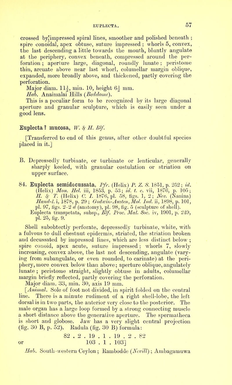 crossed byjimpressed spiral lines, smoother and polished beneath ; spire eonoidal, apex obtuse, suture impressed ; whorls 5, convex, the last descending a little towards the mouth, bluntly angulate at the periphery, convex beneath, compressed around the per- foration ; aperture large, diagonal, roundly lunate; peristome thin, arcuate above near last whorl, columellar margin oblique, expanded, more broadly above, and thickened, partly covering the perforation. Major diam. 11|, min. 10, height 6| mm. Hah. Anaimalai Hills (Beddome). This is a peculiar form to be recognized by its large diagonal aperture and granular sculpture, which is easily seen under a good lens. Euplecta ? mucosa, W. fy H. Blf. [Transferred to end of this genus, after other doubtful species placed in it.] B. Depressedly turbinate, or turbinate or lenticular, generally sharply keeled, with granular costulation or striation on upper surface. 84. Euplecta semidecussata, Pfr. (Helix) P. Z. S. 1851, p. 252; id. (Helix) Mon. Hel. iii, 1853, p. 53; id. t. c. vii, 1876, p. 105; II. fy T. (Helix) C. I. 1876, pi. 58, figs. 1, 2; Nev. (Nanina) Hand-l. i, 1878, p. 29 ; Godwin-Austen, Mol. Ind. ii, 1898, p. 101, pi. 97, tigs. 2-2 d (anatomy), pi. 98, fig. 5 (sculpture of shell). Euplecta transpetata, subsp., Blf. Proc. Mai. Soc. iv, 1901, p. 249, pi. 25, fig. 9. Shell subobtectly perforate, depressedly turbinate, white, with a fulvous to dull chestnut epidermis, striated, the striation broken and decussated by impressed lines, which are less distinct below ; spire conoid, apex acute, suture impressed; whorls 7, slowly increasing, convex above, the last not descending, angulate (vary- ing from subangulate, or even rounded, to carinate) at the peri- phery, more convex below than above; aperture oblique, angulately lunate ; peristome straight, slightly obtuse in adults, columellar margin briefly reflected, partly covering the perforation. Major diam. 33, min. 30, axis 19 mm. [Animal. Sole of foot not divided, in spirit folded on the central line. There is a minute rudiment of a right shell-lobe, the left dorsal is in two parts, the anterior very close to the posterior. The male organ has a large loop formed by a strong connecting muscle a short distance above the generative aperture. The spermatheca is short and globose. Jaw has a very slight central projection (fig. 30 B, p. 52). Badula (fig. 30 B) formula: 82 . 2 . 19 . 1 . 19 . 2 . 82 or 103 . 1 . 103] Hab. South-western Ceylon; Bambodde (Revill); Ambagamuwa