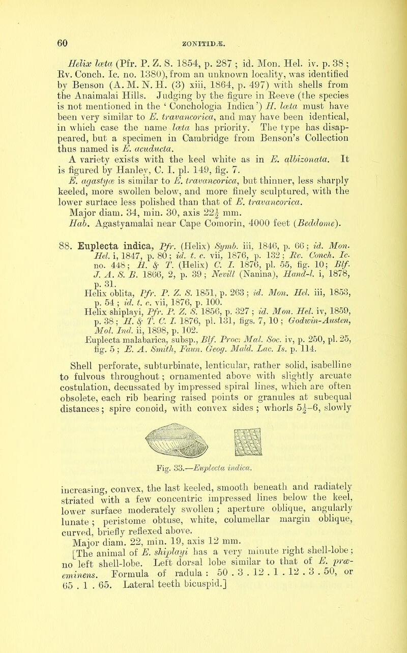 Helix Iceta (Pfr. P. Z. S. 1854, p. 287 ; id. Mon. Hel. iv. p. 38 ; Bv. Conch. Ic. no. 1380), from an unknown locality, was identified by Benson (A. M. N. H. (3) xiii, 1864, p. 497) with shells from the Anaimalai Hills. Judging by the figure in Eeeve (the species is not mentioned in the ‘ Conchologia Indica ’) H. Iceta must have been very similar to E. travancorica, and may have been identical, in which case the name Iceta has priority. The type has disap- peared, but a specimen in Cambridge from Benson’s Collection thus named is E. acuducta. A variety exists with the keel white as in E. albizonata. It is figured by Hanley, C. I. pi. 149, fig. 7. E. agastyce is similar to E. travancorica, but thinner, less sharply keeled, more swollen below, and more finely sculptured, with the lower surface less polished than that of E. travancorica. Major diam. 34, min. 30, axis 22| mm. Hab. Agastyamalai near Cape Comorin, 4000 feet (Bedclome). 88. Euplecta indica, Pfr. (Helix) Symb. iii, 1846, p. 66; id. Mon. Hel. i, 1847, p. 80; id. t. c. vii, 1876, p. 132; Rv. Conch. Ic. no. 448; H. # T. (Helix) C. I. 1876, pi. 55, fig. 10; Rif. J. A. S. B. 1866, 2, p. 39; Nevill (Nanina), Hand-l. i, 1878, p. 31. Helix oblita, Pfr. P. Z. S. 1851, p. 263; id. Mon. Hel. iii, 1853, p. 54 ; id. t. c. vii, 1876, p. 100. Helix shiplayi, Pfr. P. Z. S. 1856, p. 327; id. Mon. Hel. iv, 1859, p. 38; H. 8f T. C. I. 1876, pi. 131, figs. 7, 10 ; Godwin-Austen, Mol. Ind. ii, 1898, p. 102. Euplecta malabarica, subsp., Blf. Proc: Mai. Soc. iv, p. 250, pi. 25, fig. 5 ; JE. A. Smith, Faun. Geog. Maid. Lac. Is. p. 114. Shell perforate, subturbinate, lenticular, rather solid, isabelline to fulvous throughout; ornamented above with slightly arcuate costulation, decussated by impressed spiral lines, which are often obsolete, each rib bearing raised points or granules at subequal distances; spire conoid, with convex sides ; whorls 5|-6, slowly Fig. 33.—Euplecta indica. increasing, convex, the last keeled, smooth beneath and radiately striated with a few concentric impressed lines below the keel, lower surface moderately swollen; aperture oblique, angularly lunate; peristome obtuse, white, columellar margin oblique, curved, briefly reflexed above. Major diam. 22, min. 19, axis 12 mm. [The animal of E. shijplciyi has a very minute right shell-lobe; no left shell-lobe. Left dorsal lobe similar to that of E. yrm- eminens. Formula of radula : 50.3 . 12.1 . 12.3.50, or 65 . 1 . 65. Lateral teeth bicuspid.]