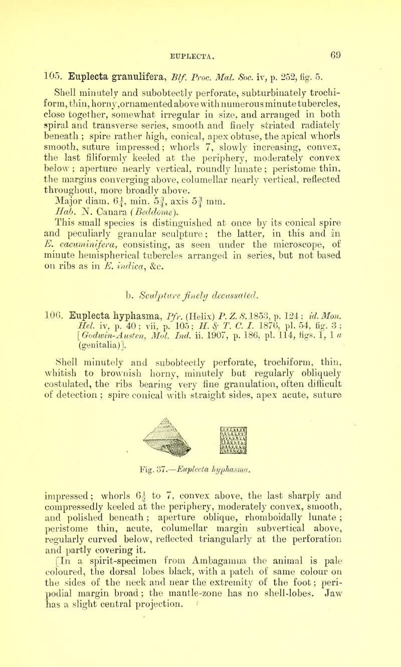 105. Euplecta granulifera, Blf. Proc. Mai. Soc. iv, p. 252, fig. 5. Shell minutely and subobtectly perforate, subturbinately troehi- f orm, thin, horny,ornamented above with numerous minute tubercles, close together, somewhat irregular in size, and arranged in both spiral and transverse series, smooth and finely striated radiately beneath ; spire rather high, conical, apex obtuse, the apical whorls smooth, suture impressed; whorls 7, slowly increasing, convex, the last filiformly keeled at the periphery, moderately convex below ; aperture nearly vertical, roundly lunate ; peristome thin, the margins converging above, columellar nearly vertical, reflected throughout, more broadly above. Major diam. 6|, min. 5f, axis 5f mm. Hub. N. Canara (Beddome). This small species is distinguished at once by its conical spire and peculiarly granular sculpture; the latter, in this and in E. cacuminifera, consisting, as seen under the microscope, of minute hemispherical tubercles arranged in series, but not based on ribs as in E. indica, &c. 106. Euplecta hyphasma, Pfr. (Helix) P. Z. -S'. 1853, p. 124; id. Mon. Hel. iv, p. 40; vii, p.‘ 105; II. $ T. C. I. 1876, pi. 54, fig. 3 ; \Godwin-Austen, Mol. Ind. ii. 1907, p. 186, pi. 114, figs. 1, 1 a (genitalia)]. Shell minutely and subobtectly perforate, trochiform, thin, whitish to brownish horny, minutely but regularly obliquely costulated, the ribs bearing very fine granulation, often difficult of detection ; spire conical with straight sides, apex acute, suture impressed; whorls 6| to 7, convex above, the last sharply and compressedly keeled at the periphery, moderately convex, smooth, and polished beneath; aperture oblique, rhomboidally lunate ; peristome thin, acute, columellar margin subvertical above, regularly curved below, reflected triangularly at the perforation and partly covering it. [In a spirit-specimen from Ambagamua the animal is pale coloured, the dorsal lobes black, with a patch of same colour on the sides of the neck and near the extremity of the foot; peri- podial margin broad; the mantle-zone has no shell-lobes. Jaw has a slight central projection. ' b. Sculpture finely decussated. Fig. 37.—Euplecta Uypliasma.