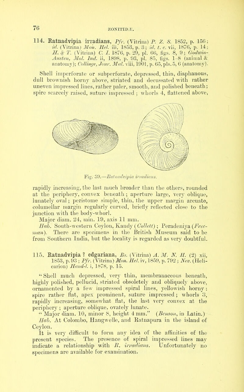 114. Ratnadvipia irradians, Pfr. (Yitrina) P. Z. S. 1852, p. 156; id. (Yitrina) Mon. Mel. iii, 1853, p. 3; id. t. c. vii, 1876, p. 14; H. T. (Vitrina) C. I. 1876, p. 29, pi. 66, figs. 8, 9; Godivin- Austen, Mol. Pad. ii, 1898, p. 93, pi. 85, figs. 1-8 (animal & anatomy); Collinge, Jour. Mai. viii, 1901, p. 65, pis. 5, 6 (anatomy). Shell imperforate or subperforate, depressed, thin, diaphanous, dull brownish horny above, striated and decussated with rather uneven impressed lines, rather paler, smooth, and polished beneath; spire scarcely raised, suture impressed ; whorls 4, flattened above, Fig: 39.—Ratnadvipia irradians. rapidly increasing, the last much broader than the others, rounded at the periphery, convex beneath; aperture large, very oblique, lunately oval; peristome simple, thin, the upper margin arcuate, columellar margin regularly curved, briefly reflected close to the junction with the body-whorl. Major diam. 24, min. 19, axis 11 mm. Hah. South-western Ceylon, Kandy ( Collett) ; Peradeniya (Free- man). There are specimens in the British Museum said to be from Southern India, but the locality is regarded as very doubtful. 115. Ratnadvipia ? edgariana, Bs. (Vitrina) A. M. N. H. (2) xii, 1853, p. 93 ; Pfr. (Vitrina) Mon. Mel. iv, 1859, p. 792 ; Nev. (Heli- carion) Mand-l. i, 1878, p. 15. “ Shell much depressed, very thin, membranaceous beneath, highly polished, pellucid, striated obsoletely and obliquely above, ornamented by a few impressed spiral lines, yellowish horny; spire rather flat, apex prominent, suture impressed; whorls 3, rapidly increasing, somewhat flat, the last very convex at the periphery ; aperture oblique, ovately lunate. “ Major diam. 10, minor 8, height 4 mm.” (Benson, in Latin.) Hah. At Colombo, Hangwelle, and Ratnapura in the island of Ceylon. It is very difficult to form any idea of the affinities of the present species. The presence of spiral impressed lines may indicate a relationship with R. irradians. Unfortunately no specimens are available for examination.