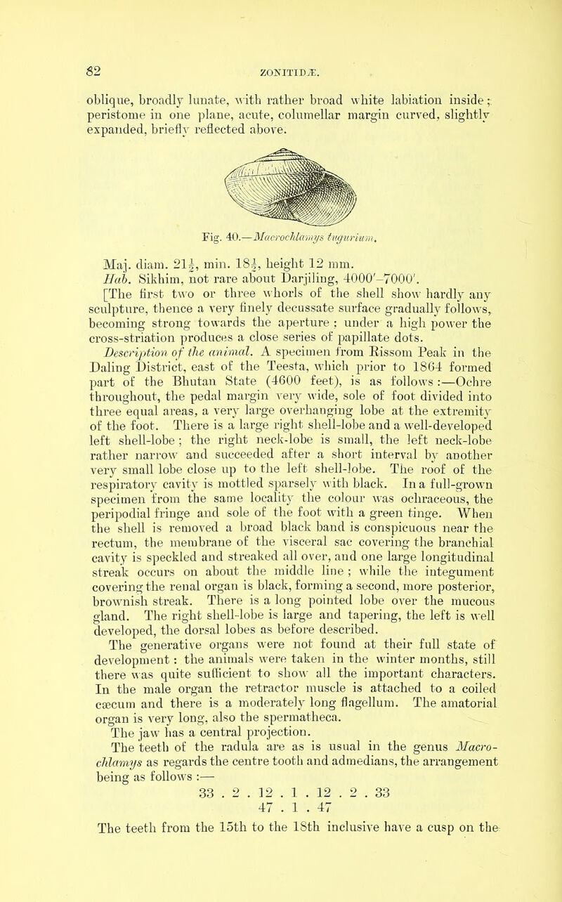 oblique, broadly lunate, with rather broad white labiation inside;; peristome in one plane, acute, columellar margin curved, slightly expanded, briefly reflected above. Maj. diam. 21J, min. 18§, height 12 mm. Hah. Sikhim, not rare about Darjiling, 4000'-7000'. [The first two or three whorls of the shell show hardly any sculpture, thence a very finely decussate surface gradually follows, becoming strong towards the aperture : under a high power the cross-striation produces a close series of papillate dots. Description of the animal. A specimen from Eissom Peak in the Daling District, east of the Teesta, which prior to 1864 formed part of the Bhutan State (4600 feet), is as follows :—Ochre throughout, the pedal margin very wide, sole of foot divided into three equal areas, a very large overhanging lobe at the extremity of the foot. There is a large right shell-lobe and a well-developed left shell-lobe ; the right neck-lobe is small, the left neck-lobe rather narrow and succeeded after a short interval by another very small lobe close up to the left shell-lobe. The roof of the respiratory cavity is mottled sparsely with black. In a full-grown specimen from the same locality the colour was ocliraceous, the peripodial fringe and sole of the foot with a green tinge. When the shell is removed a broad black band is conspicuous near the rectum, the membrane of the visceral sac covering the branchial cavity is speckled and streaked all over, and one large longitudinal streak occurs on about the middle line ; while the integument covering the renal organ is black, forming a second, more posterior, brownish streak. There is a long pointed lobe over the mucous gland. The right shell-lobe is large and tapering, the left is well developed, the dorsal lobes as before described. The generative organs were not found at their full state of development: the animals were taken in the winter months, still there was quite sufficient to show all the important characters. In the male organ the retractor muscle is attached to a coiled csecutn and there is a moderately long flagellum. The amatorial organ is very long, also the spermatheca. The jaw has a central projection. The teeth of the radula are as is usual in the genus Macro- clilamys as regards the centre tooth and admedians, the arrangement being as follows :— 33 . 2 . 12 . 1 . 12 . 2 . 33 47 . 1 . 47 The teeth from the 15th to the 18th inclusive have a cusp on the: