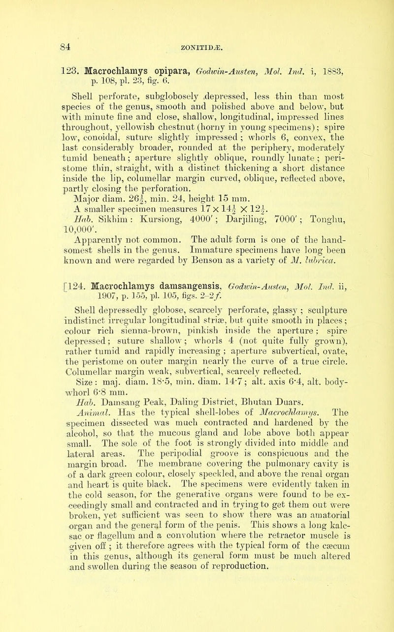 123. Macrochlamys opipara, Godwin-Austen, Mol. Ind. i, 18S3, p. 108, pi. 23, fig. 6. Shell perforate, subglobosely .depressed, less thin than most species of the genus, smooth and polished above and below, but with minute fine and close, shallow, longitudinal, impressed lines throughout, yellowish chestnut (horny in young specimens); spire low, conoidal, suture slightly impressed ; whorls 6, convex, the last considerably broader, rounded at the periphery, moderately tumid beneath; aperture slightly oblique, roundly lunate ; peri- stome thin, straight, with a distinct thickening a short distance inside the lip, columellar margin curved, oblique, reflected above, partly closing the perforation. Major diam. 26|, min. 24, height 15 mm. A smaller specimen measures 17 X 14| X 12|. Hob. Sikhim: Kursiong, 4000'; Darjiling, 7000'; Tongliu, 10,000'. Apparently not common. The adult form is one of the hand- somest shells in the genus. Immature specimens have long been known and were regarded by Benson as a variety of M. lubrica. [124. Macrochlamys damsangensis, Godwin-Austen, Mol. Ind. ii, . 1907, p. 155, pi. 105, figs. 2-2/. Shell depressedly globose, scarcely perforate, glassy ; sculpture indistinct irregular longitudinal strise, but quite smooth in places; colour rich sienna-brown, pinkish inside the aperture; spire depressed; suture shallow; whorls 4 (not quite fully grown), rather tumid and rapidly increasing ; aperture subvertical, ovate, the peristome on outer margin nearly the curve of a true circle. Columellar margin weak, subvertical, scarcely reflected. Size: maj. diam. 18-5, min. diam. 14-7; alt. axis 6-4, alt. body- whorl 6‘8 mm. Hah. Damsang Peak, Daling District, Bhutan Duars. Animal. Has the typical shell-lobes of Macrochlamys. The specimen dissected was much contracted and hardened by the alcohol, so that the mucous gland and lobe above both appear small. The sole of the foot is strongly divided into middle and lateral areas. The peripodial groove is conspicuous and the margin broad. The membrane covering the pulmonary cavity is of a dark green colour, closely speckled, and above the renal organ and heart is quite black. The specimens were evidently taken in the cold season, for the generative organs were found to be ex- ceedingly small and contracted and in trying to get them out were broken, yet sufficient was seen to show there was an amatorial organ and the general form of the penis. This shows a long kalc- sac or flagellum and a convolution where the retractor muscle is aiven off ; it therefore agrees with the typical form of the caecum in this genus, although its general form must be much altered and swollen during the season of reproduction.