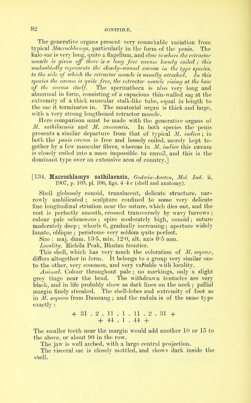 The generative organs present very remarkable variation from typical Macrochlamys, particularly in the form of the penis. The kalc-sac is very long, quite a flagellum, and close to where the retractor muscle is given off there is a long free ccecum loosely coiled ; this undoubtedly represents the closely-wound ccecum in the type species, to the side of which the retractor muscle is usually attached. In this species the ccecum is quite free, the retractor muscle rising at the base of the ccecum itself. The spermatheca is also very long and abnormal in form, consisting of a capacious thin-walled sa^ at the extremity of a thick muscular stalk-like tube, equal in length to the sac it terminates in. The amatorial organ is thick and large, with a very strong lengthened retractor muscle. Here comparison must be made with the generative organs of M. sathilaensis and M. zamoensis. In both species the penis presents a similar departure from that of typical M. indica; in both the penis ccecum is free and loosely coiled, merely kept to- gether by a few muscular fibres, whereas in M. indica this caecum is closely coiled into a mass impossible to unroll, and this is the dominant type over an extensive area of country.] [134. Macrochlamys sathilaensis, Godwin-Austen, Mol. Ind. ii, 1907, p. 169, pi. 106, figs. 4-4 c (shell and anatomy). Shell globosely conoid, translucent, delicate structure, nar- rowly umbilicated ; sculpture confined to some very delicate fine longitudinal striation near the suture, which dies out, and the rest is perfectly smooth, crossed transversely by wavy furrows ; colour pale ochraceous; spire moderately high, conoid; suture moderately deep ; whorls 6, gradually increasing; aperture widely lunate, oblique ; peristome very seldom quite perfect. Size : maj. diam. 13-5, min. 12-0, alt. axis 6'5 mm. Locality. Eichila Peak, Bhutan frontier. This shell, which has very much the coloration of M. sequax,. differs altogether in form. It belongs to a group very similar one to the other, very common, and very variable with locality. Animal. Colour throughout pale ; no markings, only a slight grey tinge near the head. The withdrawn tentacles are very black, and in life probably show as dark lines on the neck; pallial margin finely streaked. The shell-lobes and extremity of foot as in M. sequius from Damsang ; and the radula is of the same type exactly : + 31 . 2 . 11 . 1 . 11 . 2 . 31 + + 44 . 1 . 44 + The smaller teeth near the margin would add another 10 or 15 to the above, or about 90 in the row. The jaw is well arched, with a large central projection. The visceral sac is closely mottled, and shows dark inside the shell.