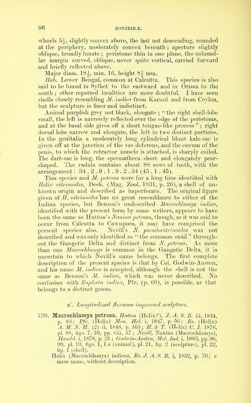 whorls 5|, slightly convex above, the last not descending, rounded at the periphery, moderately convex beneath ; aperture slightly oblique, broadly lunate ; peristome thin in one plane, the columel- lar margin curved, oblique, never quite vertical, carried forward and briefly reflected above. Major diam. 18|, min. 16, height 8g mm. Hah. Lower Bengal, common at Calcutta. This species is also said to be found in JSvlhet to the eastward and in Orissa to the south; other reported localities are more doubtful. I have seen . shells closely resembling M. inclica from Karnul and from Ceylon, but the sculpture is finer and indistinct. Animal purplish grey not black, elongate ; “ the right shell-lobe small, the left is narrowly reflected over the edge of the peristome, and at the basal side gives off a short tongue-like process ” ; right •dorsal lobe narrow and elongate, the left in two distinct portions. In the geilitalia a moderately long cylindrical blunt kalc-sac is given off at the junction of the vas deferens, and the caecum of the penis, to which the retractor muscle is attached, is sharply coiled. The dart-sac is long, the spermatheca short and elongately pear- shaped. The radula contains about 88 rows of teeth, with the arrangement: 34.2.9.1.9.2.34 (45.1.45). This species and M. petrosa were for a long time identified with Helix vitrinoides, Desb. (Mag. Zool. 1831, p. 26), a shell of un- known origin and described as imperforate. The original figure given of II. vitrinoides'has no great resemblance to either of the Indian species, but Benson’s undescribed Macrochlamys indica, identified with the present form by some writers, appears to have been the same as Hutton’s Banina petrosa, though, as it was said to occur from Calcutta to Cawnpore, it may have comprised the present species also. Nevill’s N. pseudovitrinoides was not described and was only identified as “ the common snail ” through- out the Gangetic Delta and distinct from B. petrosa. As more than one Macrochlamys is common in the Gangetic Delta, it is uncertain to which Nevill’s name belongs. The first complete' description of the present species is that by Col. Godwin-Austen, and his name M. indica is accepted, although the shell is not the same as Benson’s M. indica, which was never described. No ■confusion with Ewplecta indica, Pfr. (p. 60), is possible, as that belongs to a distinct genus. a'. Longitudinal flexuous impressed sculpture. 139. Macrochlamys petrosa, Hutton (Helix?), J. A. s. B. iii, 1834, p. 83; Pfr. (Helix) Mon. Hel. i, 1847, p. 56; Bs. (Helix) A. M. B. H. (2) ii, 1848, p. 163; H. Sf T. (Helix) C. I. 1876, pi. 88, figs. 7, 10, pp. viii, 37 ; Bevill, Nanina (Macrochlamys), Hand-l. i, 1878, p. 21; Godwin-Austen, Mol. Ind. i, 1883, pp. 96, 99, pi. 19, figs. 1, 1 a (animal), pi. 21, fig. 2 (sculpture), pi. 22, fig. 1 (shell). Helix (Macrochlamys) indicus, Bs. J. A. S. B. i, 1832, p. 76; a mere name, without description.