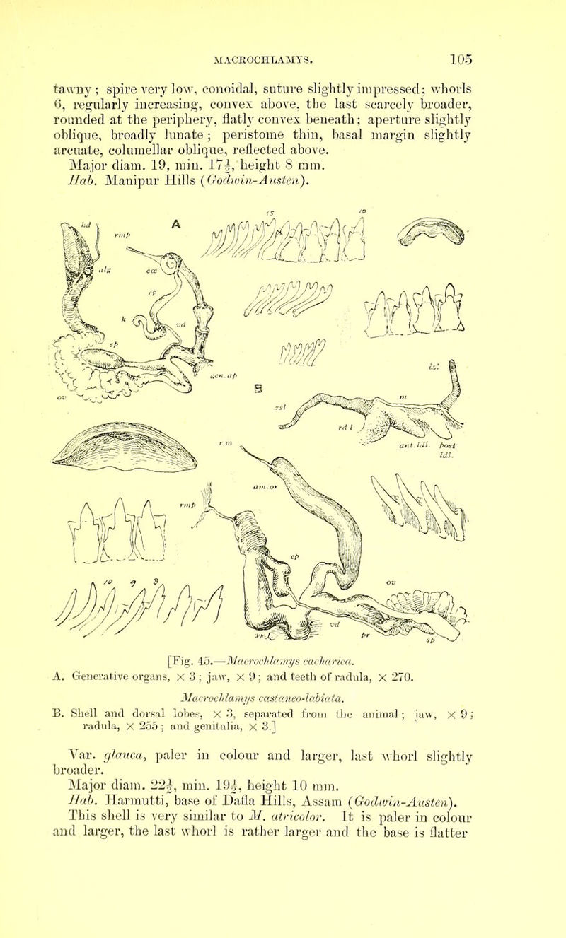 tawny; spire very low, conoidal, suture slightly impressed; whorls 6, regularly increasing, convex above, the last scarcely broader, rounded at the periphery, flatly convex beneath; aperture slightly oblique, broadly lunate ; peristome thin, basal margin slightly arcuate, columellar oblique, reflected above. Major diam. 19, min. I7g,height 8 mm. Hab. Manipur Hills {Godwin-Austen). Macrochlamys castaneo-labiata. B. Shell and dorsal lobes, X 3, separated from the animal; jaw, X 9; radula, X 255; and genitalia, X 3.] Yar. glauca, paler in colour and larger, last whorl slightly broader. Major diam. 22§, min. 19|, height 10 mm. Bab. Harmutti, base of Dafla Hills, Assam {Godwin-Austen). This shell is very similar to M. atricolor. It is paler in colour and larger, the last whorl is rather larger and the base is flatter