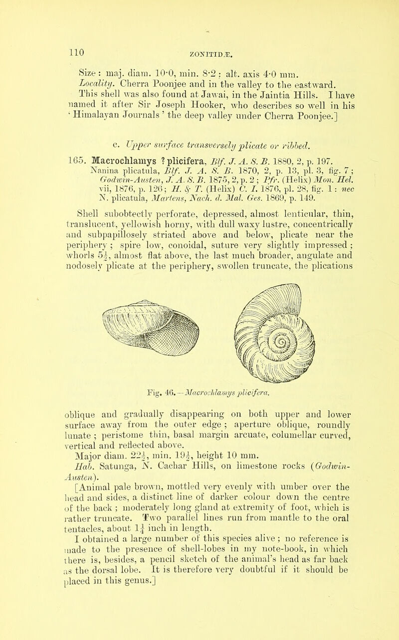 Size : rnaj. diam. 1O0, min. 8-2 : alt. axis 4-0 mm. Locality. Cherra Poonjee and in the valley to the eastward. This shell was also found at Jawai, in the Jaintia Hills. I have named it after Sir Joseph Hooker, who describes so well in his • Himalayan Journals ’ the deep valley under Cherra Poonjee.] c. Upper surface transversely plicate or ribbed. 165. Macrochlamys ? plicifera, Blf. J. A. S. B. 1880, 2, p. 197. Nanina plicatula, Blf. J. A. S. B. 1870, 2, p. 13, pi. 3, fig. 7; Godwin-Austen, J. A. S. B. 1875, 2, p. 2 ; Pfr. (Helix) Mon. Hel. vii, 1876, p. 126; H. Sf T. (Helix) C. I. 1876, pi. 28, fig. 1: nec N. plicatula, Martens, Nach. cl. Mai. Ges. 1869, p. 149. Shell subobtectly perforate, depressed, almost lenticular, thin, translucent, yellowish horny, with dull waxy lustre, concentrically and subpapillosely striated above and below, plicate near the periphery ; spire low, conoidal, suture very slightly impressed ; whorls 5|, almost flat above, the last much broader, augulate and nodosely plicate at the periphery, swollen truncate, the plications Fig. 46.—Macrochlamys plicifera. oblique and gradually disappearing on both upper and lower surface away from the outer edge ; aperture oblique, roundly lunate ; peristome thin, basal margin arcuate, columellar curved, vertical and reflected above. Major diam. 22§, min. 194, height 10 mm. Hab. Satunga, N. Cachar Hills, on limestone rocks (Godwin- Austen). [Animal pale brown, mottled very evenly with umber over the head and sides, a distinct line of darker colour down the centre of the back ; moderately long gland at extremity of foot, which is rather truncate. Two parallel lines run from mantle to the oral tentacles, about 1| inch in length. I obtained a large number of this species alive ; no reference is made to the presence of shell-lobes in my note-book, in which there is, besides, a pencil sketch of the animal’s head as far back as the dorsal lobe. It is therefore very doubtful if it should be placed in this genus.]