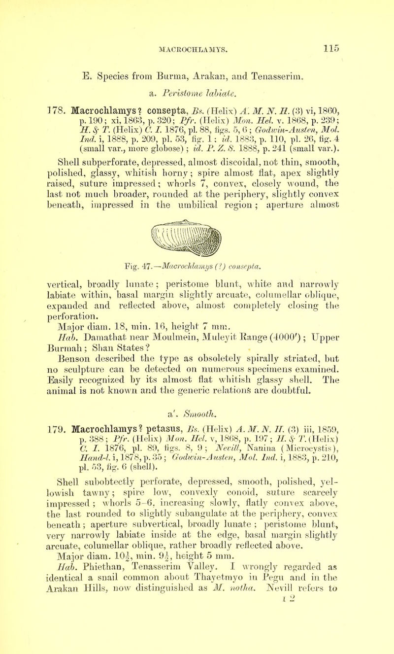 E. Species from Burma, Arakan, and Tenasserim. a. Peristome labiate. 178. Macrochlamys ? consepta, Bs. (Helix) A. M. N. II. (3) vi, 1860, p. 190; xi, 1863, p. 320; Pfr. (Helix) Mon. Hel. v. 1868, p. 239; II. T. (Helix) C. I. 1876, pi. 88, figs. 5, 6 ; Godzvm-Austen, Mol. Ind. i, 1888, p. 209, pi. 53, fig. 1; id. 1883, p. 110, pi. 26, fig. 4 (small var., more globose) ; id. P. Z. S. 1888, p. 241 (small var.). Shell subperforate, depressed, almost discoidal,not thin, smooth, polished, glassy, whitish horny; spire almost flat, apex slightly raised, suture impressed; whorls 7, convex, closely wound, the last not much broader, rounded at the periphery, slightly convex beneath, impressed in the umbilical region; aperture almost Fig. 47.—Macrochlamys (?) consepta. vertical, broadly lunate; peristome blunt, white and narrowly labiate within, basal margin slightly arcuate, columellar oblique, expanded and reflected above, almost completely closing the perforation. Major diam. 18, min. 16, height 7 mm. Hah. Damathat near Moulmein, Muleyit Range (4000f) ; Upper Burra ah; Shan States ? Benson described the type as obsoletely spirally striated, but no sculpture can be detected on numerous specimens examined. Easily recognized by its almost flat whitish glassy shell. The animal is not known and the generic relations are doubtful. a'. Smooth. 179. Macrochlamys? petasus, Bs. (Helix) A.M.N. II. (3) iii, 1859, p. 388; Pfr. (Helix) Mon. Hel. v, 1868, p. 197; II. ,)• 7’. (Helix) C. I. 1876, pi. 89, figs. 8, 9; Nevill, Nanina (Microcystis), Handrl. i, 1878, p. 35; Godwin-Austen, Mol. hid. i, 1883, p. 210, pi. 53, fig. 6 (shell). Shell subobtectly perforate, depressed, smooth, polished, yel- lowish tawny; spire low, convexly conoid, suture scarcely impressed ; whorls 5- 6, increasing slowly, flatly convex above, the last rounded to slightly subangulate at the periphery, convex beneath; aperture subvertical, broadly lunate ; peristome blunt, very narrowly labiate inside at the edge, basal margin slightly arcuate, columellar oblique, rather broadly reflected above. Major diam. 10|, min. 9|, height 5 mm. Hab. Phiethan, Tenasserim Valley. I wrongly regarded as identical a snail common about Thavetmyo in Pegu and in the Arakan Hills, now distinguished as M. notha. Nevill refers to