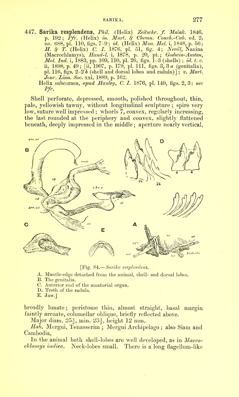 447. Sarika resplendens, Phil. (Helix) Zeitschr. f. Malak. 1846, p. 192; Pfr. (Helix) in. Mart, ty Chemn. Conch.-Cab. ed. 2, no. 688, pi. 110, figs. 7-9; id. (Helix) Mon. Mel. i, 1848, p. 56; H. ty T. (Helix) C. I. 1876, pi. 51, fig. 4; Nevill, Nanina (Macrochlamys), Hand-l. i, 1878, p. 20, pt.; Godwin-Austen, Mol. Ind. i, 1883, pp. 109, 110, pi. 26, figs. 1-3 (shells) ; id. t. c. ii, 1898, p. 49; [ii, 1907, p. 179, pi. Ill, figs. 3, 3 a (genitalia), pi. 116, figs. 2-2 b (shell and dorsal lobes and radula)] ; v. Mart. Jour. Linn. Soc. xxi, 1889, p. 162. Helix subcornea, apud Hanley, C. I. 1876, pi. 149, figs. 2, 3: nec Pfr. Shell perforate, depressed, smooth, polished throughout, thin, pale, yellowish tawny, without longitudinal sculpture ; spire very low, suture well impressed ; whorls 7, convex, regularly increasing, the last rounded at the periphery and convex, slightly flattened beneath, deeply impressed in the middle; aperture nearly vertical. [Fig. 84.—Sarika resplendens. A. Mantle-edge detached from the animal, shell- and dorsal lobes. B. The genitalia. O. Anterior end of the amatorial organ. D. Teeth of the radula. E. Jaw.] broadly lunate; peristome thin, almost straight, basal margin faintly arcuate, columellar oblique, briefly reflected above. Major diam. 25^, min. 23|, height 12 mm. Bab. Mergin', Tenasserim ; Mergui Archipelago; also Siam and Cambodia. In the animal both shell-lobes are well developed, as in Macro- chlamys indiea. Neck-lobes small. There is a long flagellum-like