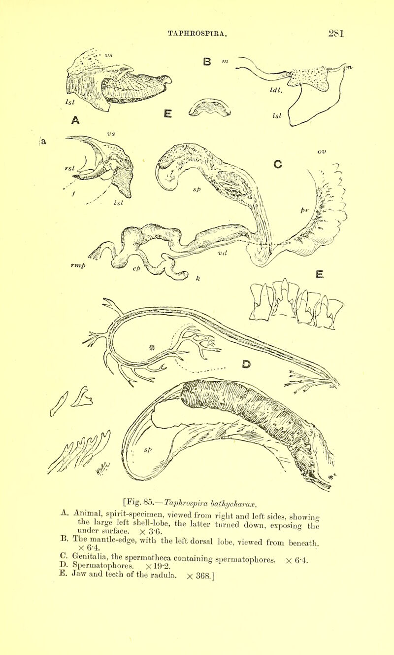 [Fig. 85.—Taphrospira bathychamx. A. Animal, spirit-specimen, viewed from right and left sides, showing the large left shell-lobe, the latter turned down, exposing the under surface. X 36. 1 s ^e^™antle-edge, with the left dorsal lobe, viewed from beneath. C. Genitalia, the spermatheca containing spermatophores. X 6'4 D. Spermatophores. xl9'2. E. Jaw and teeth of the radula. x 368.1