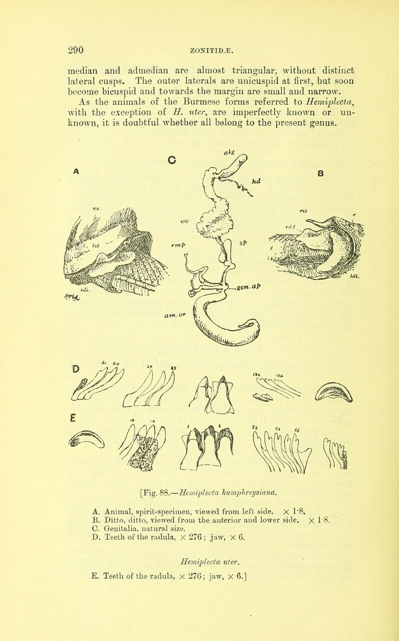 median and admedian are almost triangular, without distinct lateral cusps. The outer laterals are unicuspid at first, but soon become bicuspid and towards the margin are small and narrow. As the animals of the Burmese forms referred to Hemijplecta, with the exception of H. uter, are imperfectly known or un- known, it is doubtful whether all belong to the present genus. [Fig. 88—Hemiplecta humphreyslana. A. Animal, spirit-specimen, viewed from left side. X T8, B. Ditto, ditto, viewed from the anterior and lower side. X 1‘8. 0. Genitalia, natural size. D. Teeth of the radula, X 276 ; jaw, X 6. Hemiplecta uter. E. Teeth of the radula, x 276; jaw, x 6.]