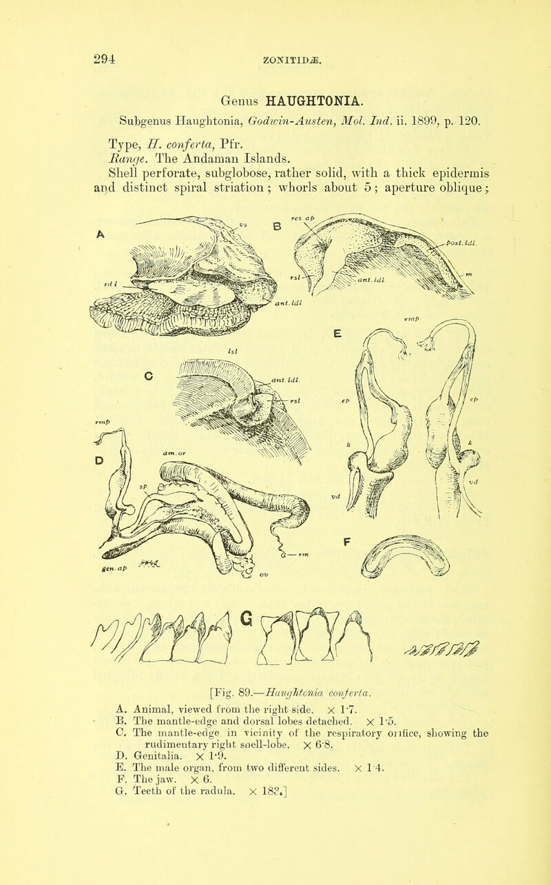 Genus HAUGHTONIA. Subgenus Ilaughtonia, Godwin-Austen, Mol. Ind. ii. 1899, p. 120. Type, H. conferta, Pfr. Bunge. The Andaman Islands. Shell perforate, subglobose, rather solid, with a thick epidermis and distinct spiral striation ; whorls about 5; aperture oblique; [Fig. 89.—Haugktonia conferta. A. Animal, viewed from the right side, x T7. B. The mantle-edge and dorsal lobes detached. X T5. C. The mantle-edge in vicinity of the respiratory onfice, showing the rudimentary right snell-lobe. X 6P8. D. Genitalia. X T9. E. The male organ, from two different sides. X T4. F. The jaw. X 6. G. Teeth of the radula. X 188.]