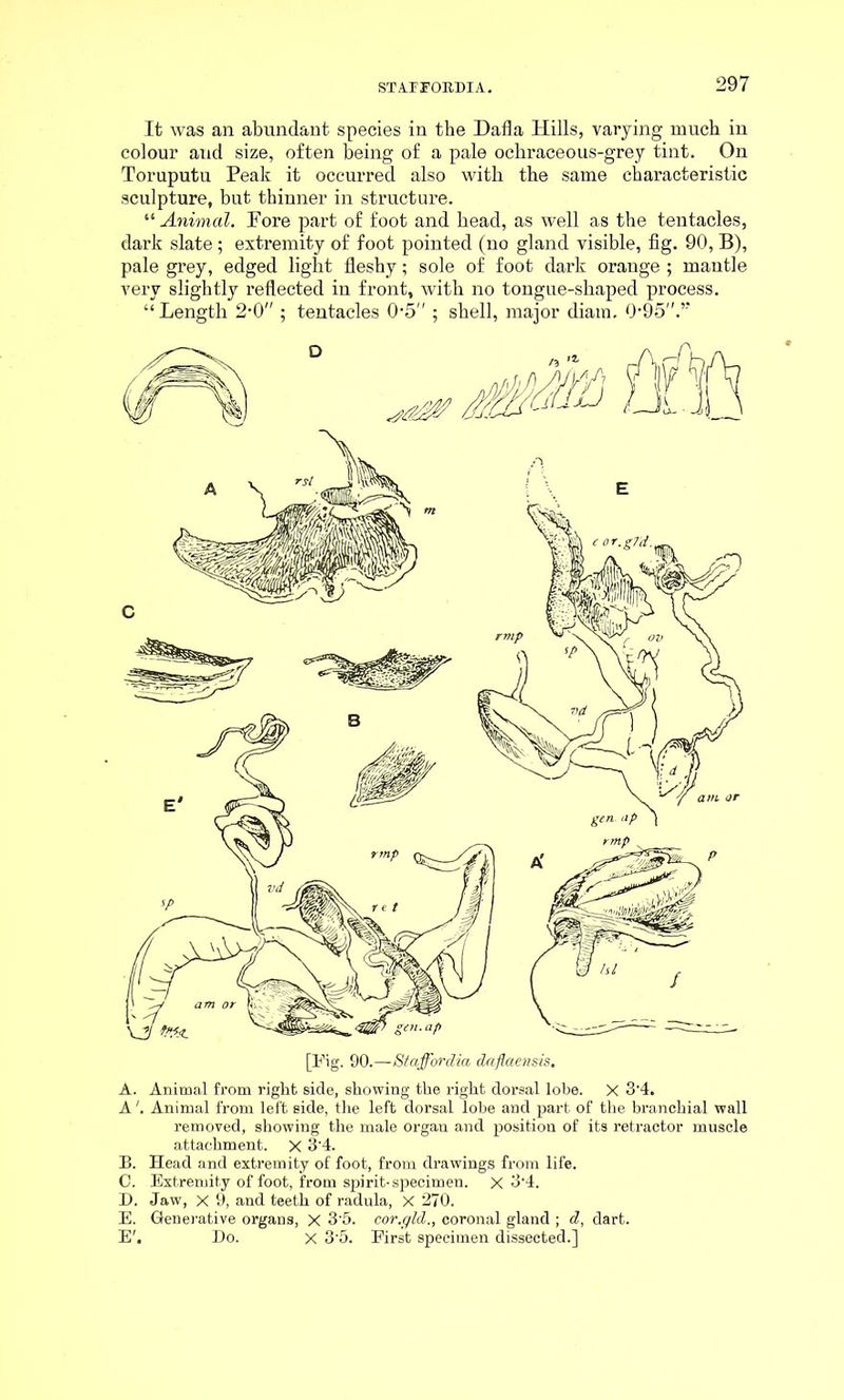 It was an abundant species in the Dafla Hills, varying much in colour aud size, often being of a pale ochraceous-grey tint. On Toruputu Peak it occurred also with the same characteristic sculpture, but thinner in structure. “ Animal. Pore part of foot and head, as well as the tentacles, dark slate; extremity of foot pointed (no gland visible, fig. 90, B), pale grey, edged light fleshy; sole of foot dark orange ; mantle very slightly reflected in front, with no tongue-shaped process. “ Length 2'0 ; tentacles 0-5” ; shell, major diam. 0*95.’'’ [Fig. 90.—Staffordia daflaensis. A. Animal from right side, showing the right dorsal lobe. X 3'4. AAnimal from left side, the left dorsal lobe and part of the branchial wall removed, showing the male organ and position of its retractor muscle attachment. X 3’4. B. Head and extremity of foot, from drawings from life. C. Extremity of foot, from spirit-specimen. X 3'4. D. Jaw, X 9, and teeth of radula, X 270. E. Generative organs, X 35. cor.gld., coronal gland ; d, dart. E'. Do. x 3-5. First specimen dissected.]