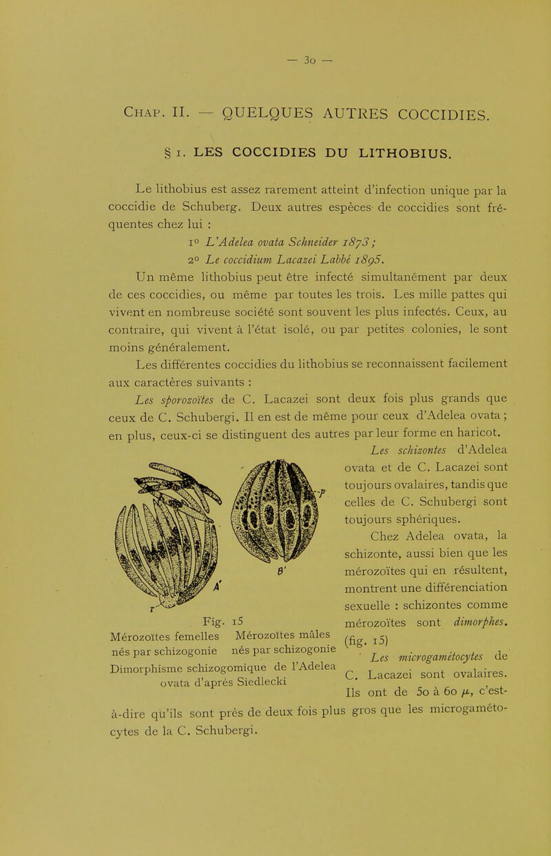 Chap. il — QUELQUES AUTRES COCCIDIES. § I. LES COCCIDIES DU LITHOBIUS. Le lithobius est assez rarement atteint d'infection unique par la coccidie de Schuberg. Deux autres espèces de coccidies sont fré- quentes chez lui : 1° L'Adelea ovata Schneider i8y3; 2° Le coccidium Lacazei Lahhé i8ç5. Un même lithobius peut être infecté simultanément par deux de ces coccidies, ou même par toutes les trois. Les mille pattes qui vivent en nombreuse société sont souvent les plus infectés. Ceux, au contraire, qui vivent à l'état isolé, ou par petites colonies, le sont moins généralement. Les différentes coccidies du lithobius se reconnaissent facilement aux caractères suivants : Les sporozoïtes de C. Lacazei sont deux fois plus grands que ceux de C. Schubergi. Il en est de même pour ceux d'Adelea ovata ; en plus, ceux-ci se distinguent des autres par leur forme en haricot. Les schizontes d'Adelea ovata et de C. Lacazei sont toujours ovalaires, tandis que celles de C. Schubergi sont toujours sphériques. Chez Adelea ovata, la schizonte, aussi bien que les mérozoïtes qui en résultent, montrent une différenciation sexuelle : schizontes comme mérozoïtes sont dimorphes. (fig. i5) ■ Les microgamétocytes de C. Lacazei sont ovalaires. Ils ont de 5o à 60 ft, c'est- à-dire qu'ils sont près de deux fois plus gros que les microgaméto- cytes de la C. Schubergi. Fig. i5 Mérozoïtes femelles Mérozoïtes mâles nés par schizogonie nés par schizogonie Dimorphisme schizogomique de l'Adelea ovata d'après Siedlecki