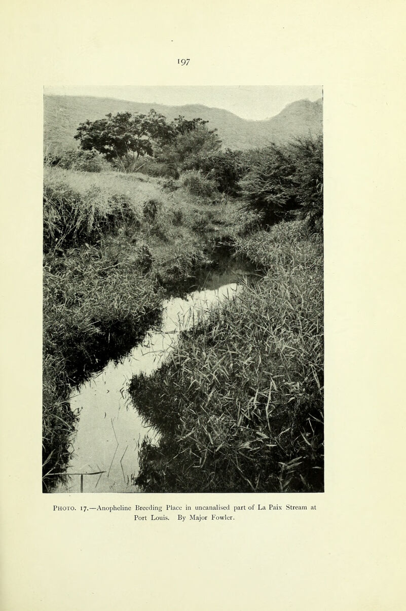197 Photo. 17.—Anopheline Breeding Place in uncanalised part of La Paix Stream at Port Louis. By Major Fowler.