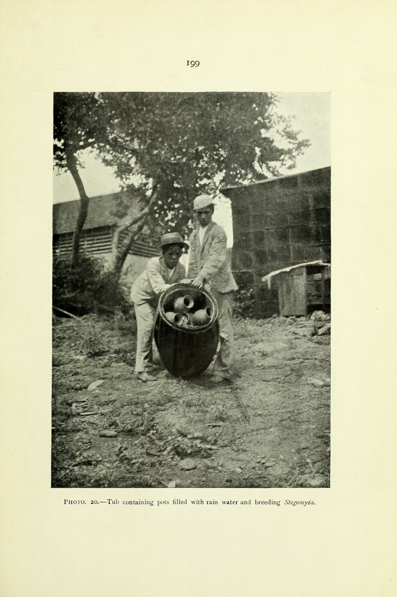 Photo. 20.—Tub containing pots filled with rain water and breeding Stegoinyia.