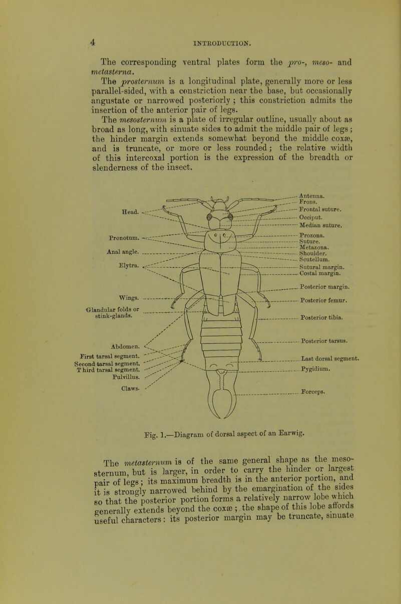 The corresponding ventral plates form the jpro-, meso- and mdaste.ma. The prosiernum is a longitudinal plate, generally more or less parallel-sided, with a constriction near the base, but occasionally angustate or narrowed posteriorly ; this constriction admits the insertion of the anterior pair of legs. The mesosternum is a plate of irregular outline, usually about as broad as long, with sinuate sides to admit the middle pair of legs; the hinder margin extends somewhat beyond the middle coxa?, and is truncate, or more or less rounded; the relative width oE this intercoxal portion is the expression of the breadth or slenderness of the insect. Wings. Antenna. Frons. Frontal suture. Occiput. Median suture. ■ Prozona. ■ Suture. Metazona. Shoulder. Scutellum. - Sutural margin. - Costal margin. . Posterior margin. Posterior femur. Olandular folds or stink-glands. Abdomen. <.'>^^ First tarsal segment. _ Second tarsal segment. , T bird tarsal segment. , Pulvillus. Claws. -'' Posterior tibia. Posterior tarsus. . Last dorsal segment. . Pygidium. Forceps. Fig. 1.—Diagram of dorsal aspect of an Earwig. The metasternumiB of the same general shape as the meso- sternum, but is larger, in order to carry the hinder or largest nair of legs; its maximum breadth is in the anterior portion, and it is strongly narrowed behind by the emargination of the sides so that the posterior portion forms a relatively narrow lobe which generally extends beyond the cox£e ; the shape of this lobe affords useful characters: its posterior margin may be truncate, sinuate