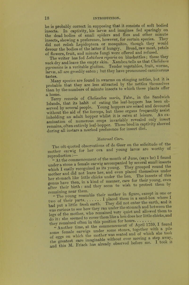 be is probably correct in supposing that it consists of soft bodied insects. In captivity, his larvae and imagines fed sparingly on the dead bodies of small spiders and flies and other minute insects, showing a preference, however, for certain species. They did not relish Lepidoptera or mosquitos, though they would devour the bodies of the latter if hungry. Bread, raw meat, petals of flowers, fruit, and minute fungi were offered and refused. The writer has fed Labidura riparia on bluebottles ; these they suck dry and leave the empty skin. Xambeu tells us that Chelidura pyrenaica is a veritable glutton. Tender vegetables, fruit, worms, larvae, all are greedily eaten ; but they have pronounced carnivorous Many species are found iu swarms on stinging nettles, but it is probable that they are less attracted by the nettles themselves than by the numbers of minute insects to which these plants offer ''^^Te??y records of Chelisoches morio, Fabr., in the Sandwich Islands, that its habit of eating the leaf-hoppers has been ob- served by several people. Young hoppers are seized and devoured without the aid of the forceps, but these organs frequently assist inholding an adult hopper whilst it is eaten at leisure. An ex- amination of numerous crops invariably revealed only insect remains, often entirely leaf-hopper. Those bred m captivity showed during all instars a marked preference for insect diet. Maternal Cam, The oft-quoted observations of de Geer on the solicitude of the mother earwig for her ova and young larvae are worthy of '*^?'''A^theTom7nencement of the month of June, (says he) I found under a stone a female earwig accompanied by several small insects which I easily recognized as its young. They grouped round the mother and did not leave her, and even placed themselves under her stomach like little chicks under the hen The insects of this ^enus have then, in a kind of manner, care for their young, even ffter theTr birth : and they seem to wish to protect them by l^rf oung I'rmble their mother in figure, except in one or . rs nf their narts .... I placed them in a sand-box where I S put a 1 tirft-h eai^^^^ They did not enter the earth, and it r Ttr o^L^rhSeTtr^^^^^^^ Z^ l: lt:^:':o::X::L aU does her nttle chicks, and ^^jLHf ^^^^