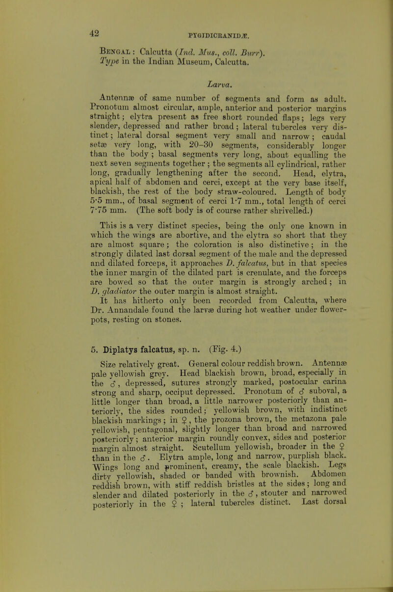 Bengal : Calcutta (Ind. Mus., coll. Burr). Type in the Indian Museum, Calcutta. Larva. Antennae of same number of segments and form as adult. Pronotum almost circular, ample, anterior and posterior margins straight; elytra present as free short rounded flaps; legs very- slender, depressed and rather broad; lateral tubercles very dis- tinct ; lateral dorsal segment very small and narrow; caudal setae very long, with 20-30 segments, considerably longer than the body ; basal segments very long, about equalling the next seven segments together ; the segments all cylindrical, rather long, gradually lengthening after the second. Head, elytra, apical half of abdomen and cerci, except at the very base itself, blackish, the rest of the body straw-coloured. Length of body 5-5 mm., of basal segment of cerci 1'7 mm., total length of cerci 7'75 mm. (The soft body is of course rather shrivelled.) This is a very distinct species, being the only one known in which the wings are abortive, and the elytra so short that they are almost square; the coloration is also distinctive; in the strongly dilated last dorsal segment of the male and the depressed and dilated forceps, it appi'oaches B. falcatus, but in that species the inner margin of the dilated part is crenulate, and the forceps are bowed so that the outer margin is strongly arched; in B. gladiator the outer margin is almost straight. It has hitherto only been recorded from Calcutta, where Dr. Annaudale found the larvae during hot weather under flower- pots, resting on stones. 5. Diplatys falcatus, sp. n. (Fig. 4.) Size relatively great. Greneral colour reddish brown. Antennae pale yellowish grey. Head blackish brown, broad, especially in the (S, depressed, sutures strongly marked, poatocular carina strong and sharp, occiput depressed. Pronotum of S suboval, a little longer than broad, a little narrower posteriorly than an- teriorly, the sides rounded; yellowish brown, with indistinct blackish markings; in $ , the prozona brown, the metazona pale yellowish, pentagonal, slightly longer than broad and narrovved posteriorly; anterior margin roundly convex, sides and posterior margin almost straight. Scutellum yellowish, broader in the $ than in the 6 • Elytra ample, long and narrow, purplish black. Wings long and prominent, creamy, the scale blackish. Legs dirty yellowish, shaded or banded with brownish. Abdomen reddish brown, with stiff reddish bristles at the sides; long and slender and dilated posteriorly in the 6, stouter and narrowed posteriorly in the $ ; lateral tubercles distinct. Last dorsal
