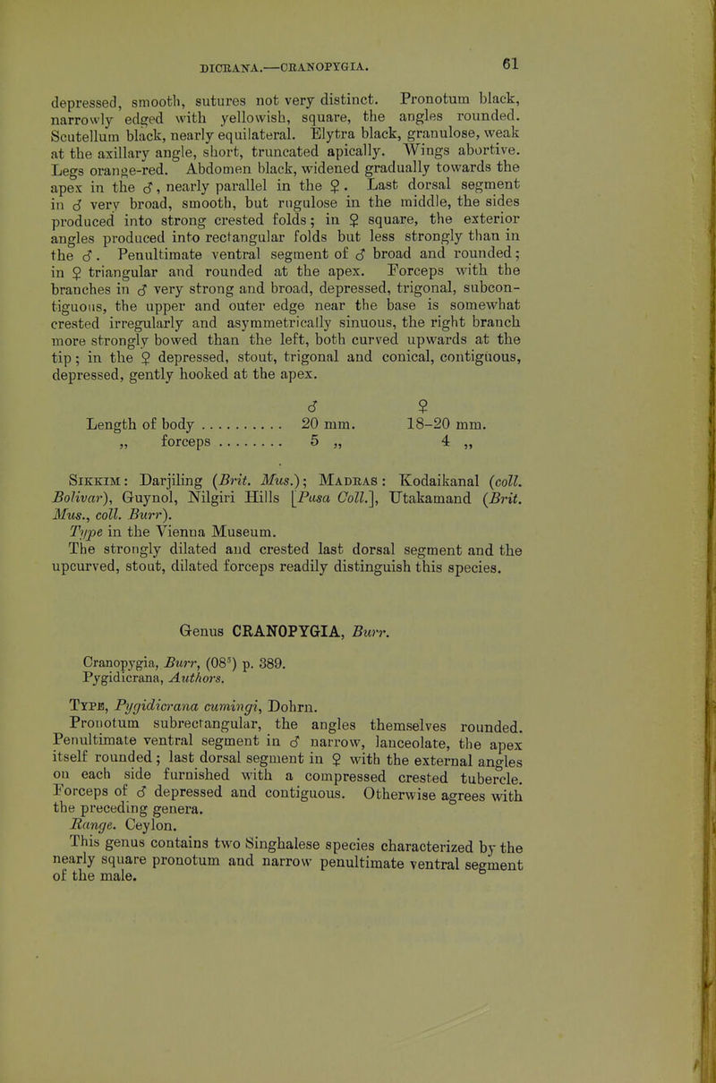 DIOEANA.—ORANOPYGIA. depressed, smooth, sutures not very distinct. Pronotum black, narrowly edged with yellowish, square, the angles rounded. Scutellum black, nearly equilateral. Elytra black, granulose, weak at the axillary angle, short, truncated apically. Wings abortive. Legs orange-red. Abdomen black, widened gradually towards the apex in the S, nearly parallel in the $. Last dorsal segment in 6 very broad, smooth, but riigulose in the middle, the sides produced into strong crested folds; in $ square, the exterior angles produced into rectangular folds but less strongly than in the 6. Penultimate ventral segment of c? broad and rounded ; in $ triangular and rounded at the apex. Porceps with the branches in c? very strong and broad, depressed, trigonal, subcon- tiguoiis, the upper and outer edge near the base is somewhat crested irregularly and asj'rametrically sinuous, the right branch more strongly bowed than the left, both curved upwards at the tip; in the $ depressed, stout, trigonal and conical, contiguous, depressed, gently hooked at the apex. 6 ? Length of body 20 mm. 18-20 mm. „ forceps 5 „ 4 „ SiKKiM: Darjiling (Brit. Mus.); Madras : Kodaikanal {coll. Bolivar), Guynol, Nilgiri Hills [Pasa CoZZ.], TJtakamand (Brit. Mus., coll. Burr). Ti/2oe in the Vienna Museum. The strongly dilated and crested last dorsal segment and. the upcurved, stout, dilated forceps readily distinguish this species. Genus CRANOPYGIA, Burr. Cranopygia, Burr, (08^) p. 389. Pygidicrana, Authors. Type, Pygidicrana cumingi, Dohrn. Pronotum subrecrangular, the angles themselves rounded. Penultimate ventral segment in c? narrow, lanceolate, the apex itself rounded; last dorsal segment in $ with the external angles on each side furnished with a compressed crested tubercle. Porceps of d depressed and contiguous. Otherwise agrees with the preceding genera. ^ Range. Ceylon. This genus contains two Singhalese species characterized by the nearly square pronotum and narrow penultimate ventral segment of the male.