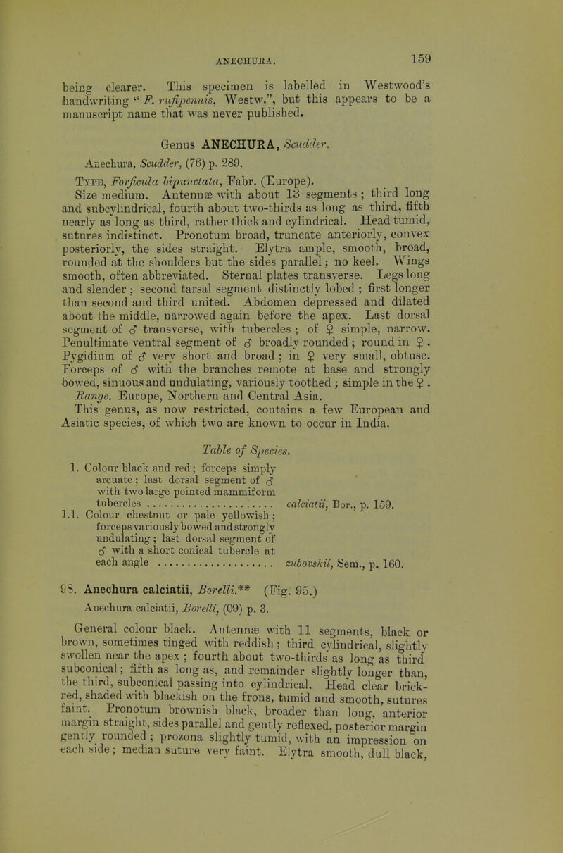 being clearer. This specimen is labelled in Westwood's liandwriting  F. rufiioennis, Westw., but this appears to be a manuscript name that was never published. Genus ANECHURA, Scuclder. Anechura, Scudder, (76) p. 289. Type, Forficula bipunctata, Fabr. (Europe). Size medium. Antennae with about 13 segments ; third long and subcylindrical, fourth about two-thirds as long as third, fifth nearly as long as third, rather thick and cyhndrical. Head tumid, sutures indistinct. Pronotum broad, truncate anteriorly, convex posteriorly, the sides straight. Elytra ample, smooth, broad, rounded at the shoulders but the sides parallel; no keel. Wings smooth, often abbreviated. Sternal plates transverse. Legs long and slender ; second tarsal segment distinctly lobed ; first longer than second and third united. Abdomen depressed and dilated about the middle, narrowed again before the apex. Last dorsal segment of d transverse, with tubercles ; of $ simple, narrow. Penultimate ventral segment of cS broadly rounded; round in $ . Pygidium of cf very short and broad ; in $ very small, obtuse. Porceps of d vvith the branches remote at base and strongly bowed, sinuous and undulating, variously toothed ; simple in the $ . Range. Europe, Northern and Central Asia. This genus, as now restricted, contains a few European and Asiatic species, of which two are known to occur in India. Table of Species. 1. Colour black and red; forceps simply arcuate; last dorsal segment of (S with two large pointed mammiform tubercles calciatii, Bor., p. 159. 1.1. Colour chestnut or pale yellowish ; forceps variously bowed and strongly undulating ; last dorsal segment of S with a short conical tubercle at each angle zxdovskii, Sem., p. 160. S8. Anechura calciatii, BorelU.** (Pig. 95.) Anechura calciatii, Borelli, (09) p. 3. Greneral colour black. AutennEe with 11 segments, black or brown, sometimes tinged with reddish; third cylindrical, slightly swollen near the apex ; fourth about two-thirds as long as third subcorneal; fifth as long as, and remainder slightly longer than, the third, subconical passing into cylindrical. Head clear brick- red, shaded vvith blackish on the frons, tinnid and smooth, sutures faint. Pronotum brownish black, broader than long, anterior margin straight, sides parallel and gently reflexed, posterior margin gently rounded; prozona slightly tumid, with an impression on t?ach side; median suture very faint. Elytra smooth, dull black,